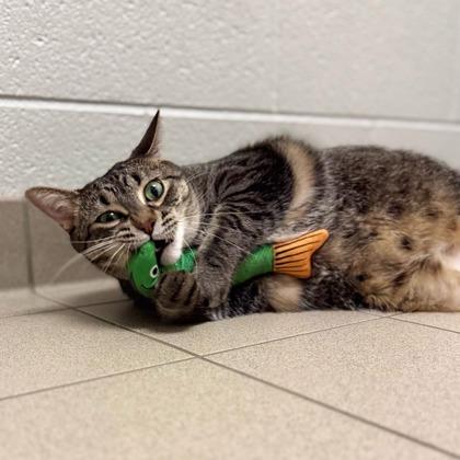 Enlarge Jasmine, a ADOPTABLE Domestic Short Hair in Traverse City, MI image 2/3