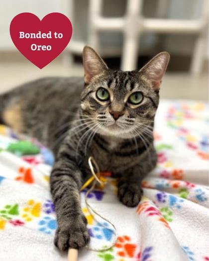 Enlarge Jasmine, a ADOPTABLE Domestic Short Hair in Traverse City, MI image 1/3