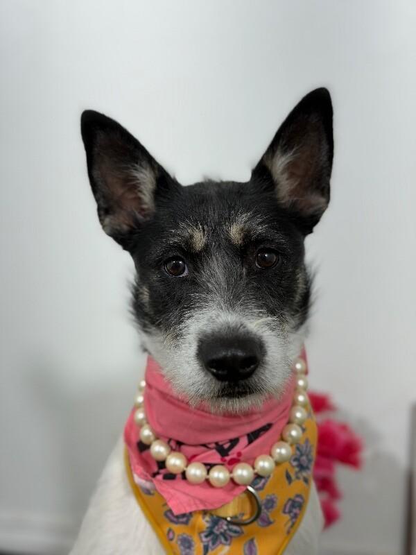 Enlarge Rose-One of our Amazing Rescue Dogs, a Adoptable mixed breed in Santa Ana, CA image 1/1