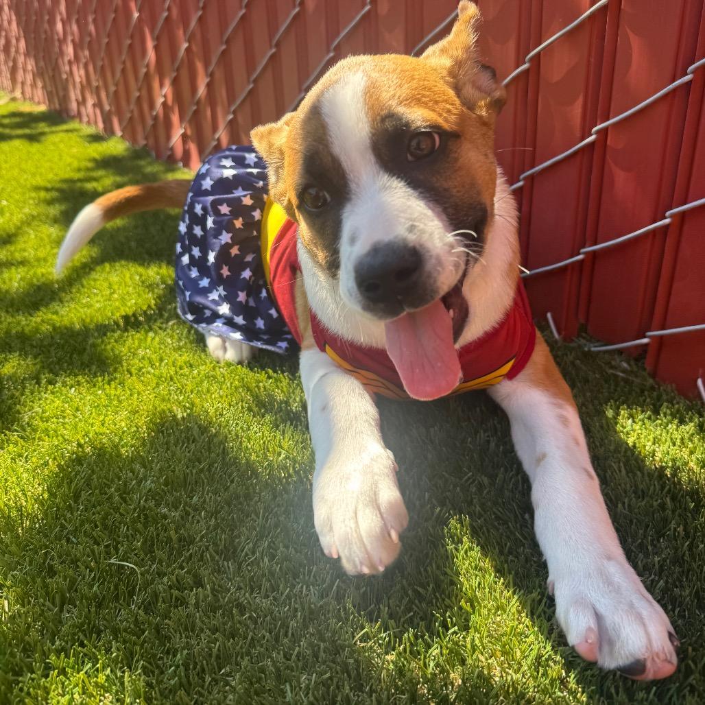 Enlarge Blossom, a Adoptable Mixed Breed in Buellton, CA image 1/6