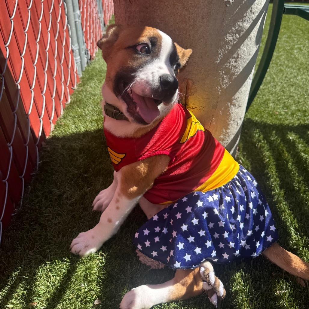 Enlarge Blossom, a Adoptable Mixed Breed in Buellton, CA image 2/6
