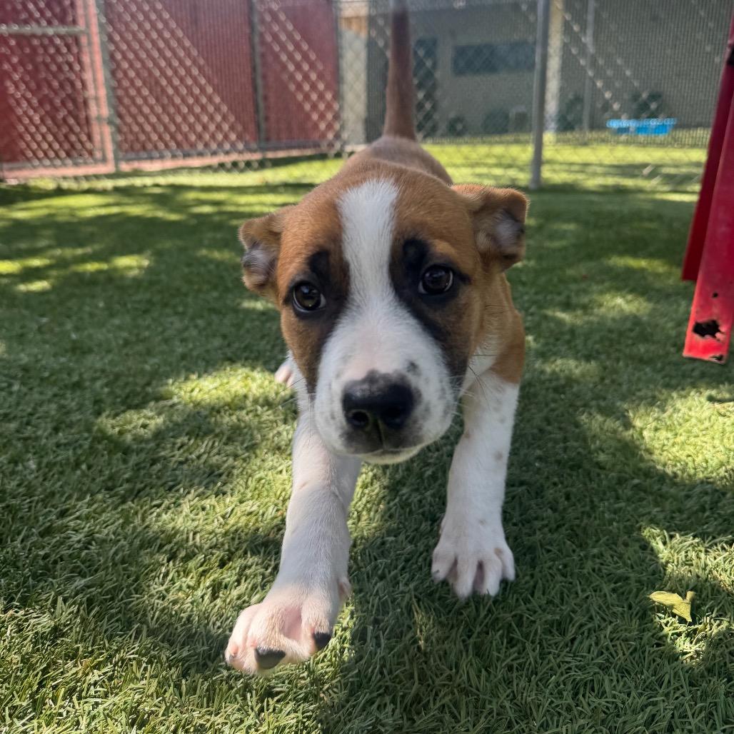 Enlarge Blossom, a Adoptable Mixed Breed in Buellton, CA image 3/6