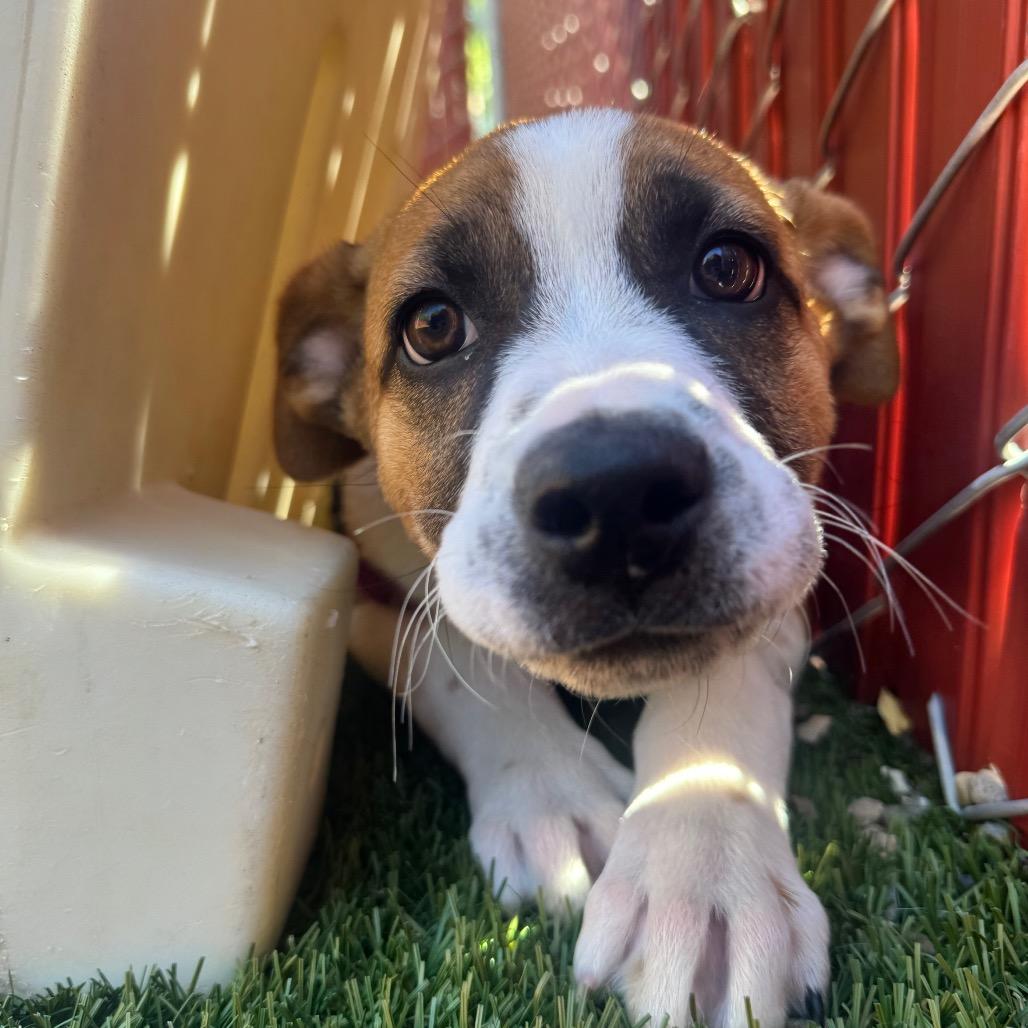 Enlarge Blossom, a Adoptable Mixed Breed in Buellton, CA image 4/6