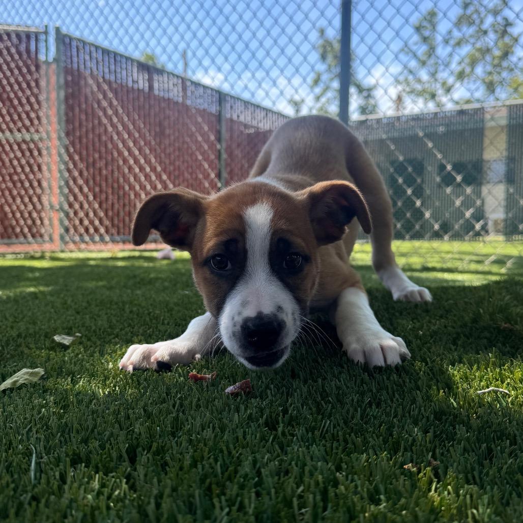 Enlarge Blossom, a Adoptable Mixed Breed in Buellton, CA image 5/6