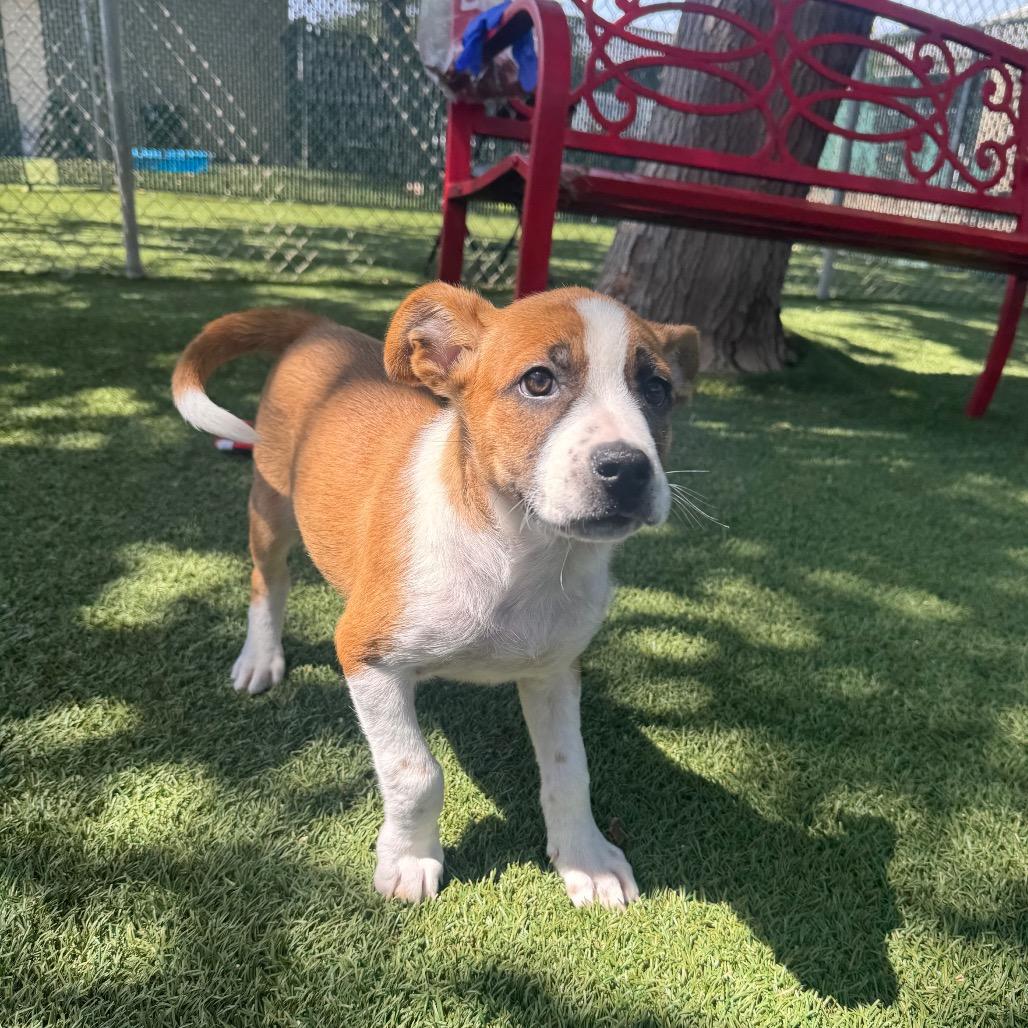 Enlarge Blossom, a Adoptable Mixed Breed in Buellton, CA image 6/6