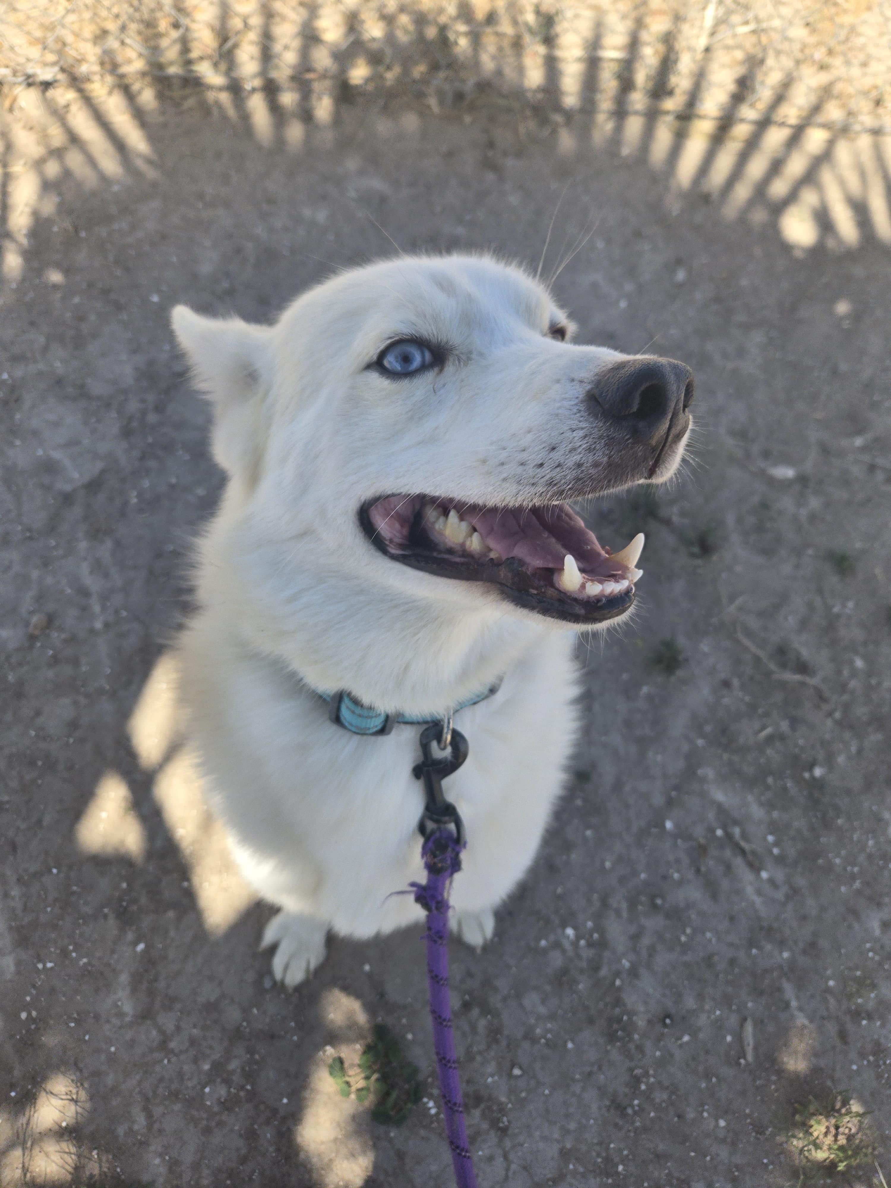 Enlarge Lucky, a ADOPTABLE Siberian Husky in Syracuse , NY image 4/6