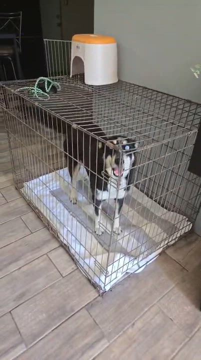 Enlarge Lucky, a ADOPTABLE Siberian Husky in Syracuse , NY video 2/6