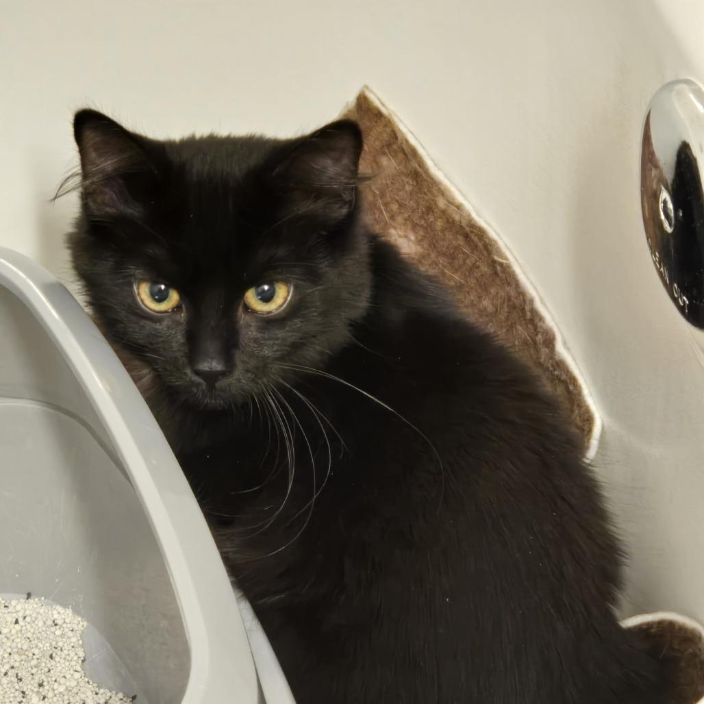 Fluffy in Arnold, MD, Adoptable, Kitten Female Domestic Short Hair.