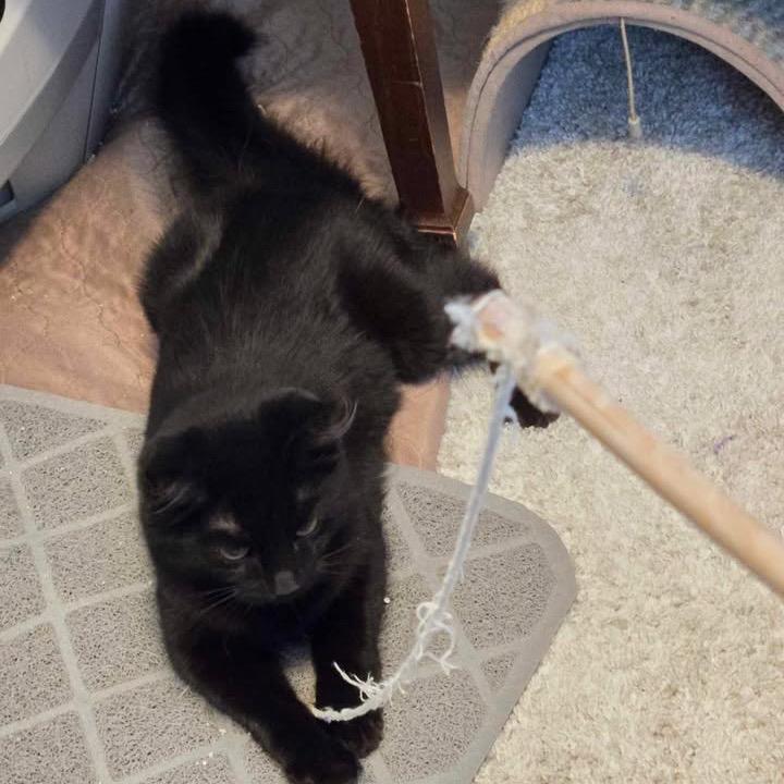 Enlarge Fluffy in Arnold, MD, a Adoptable Domestic Short Hair in Alexandria, VA image 3/4