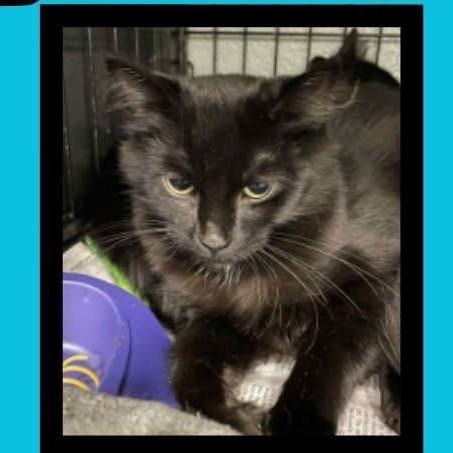 Enlarge Fluffy in Arnold, MD, a Adoptable Domestic Short Hair in Alexandria, VA image 4/4