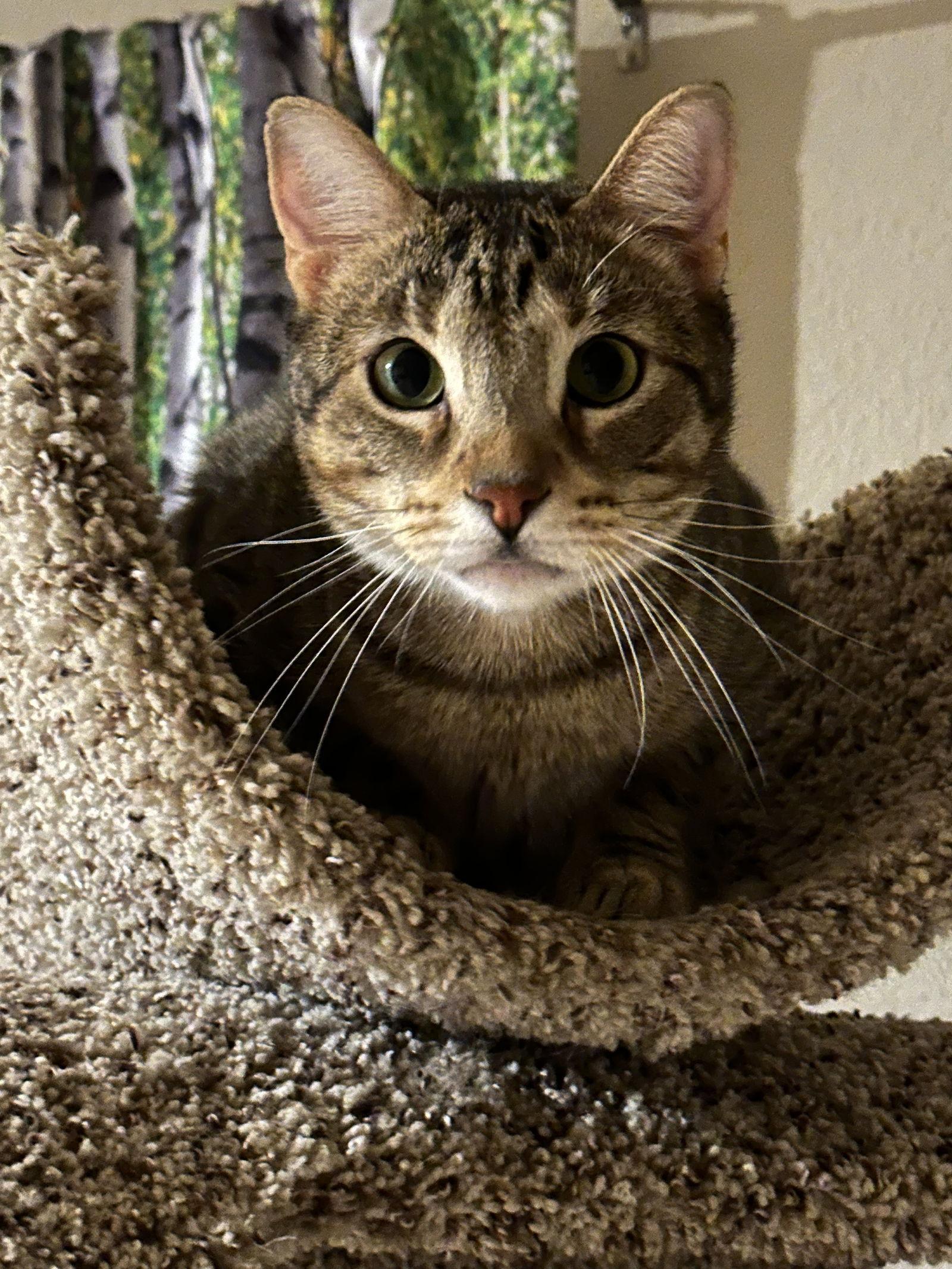 Sly, Adoptable, Young Male Domestic Short Hair.