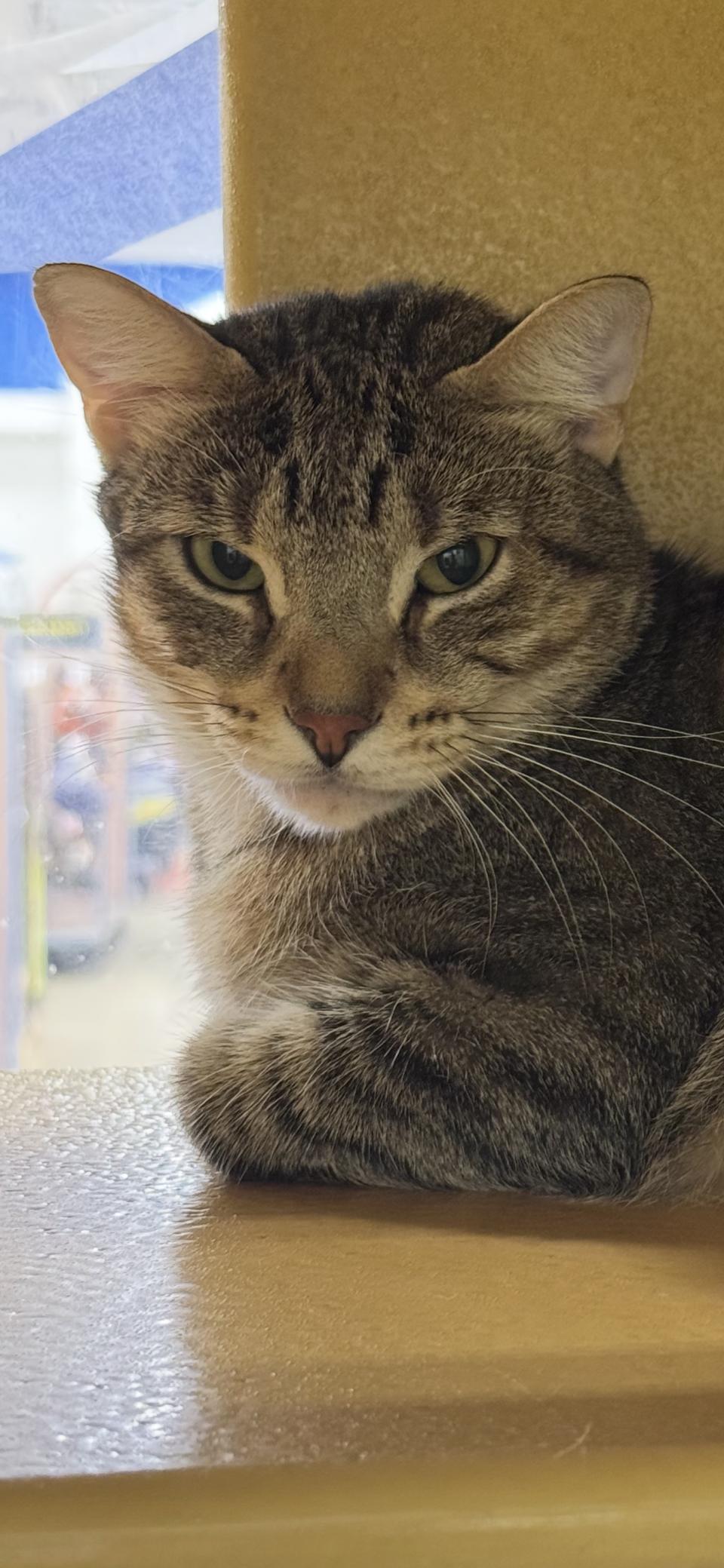 Sly, Adoptable, Young Male Domestic Short Hair.