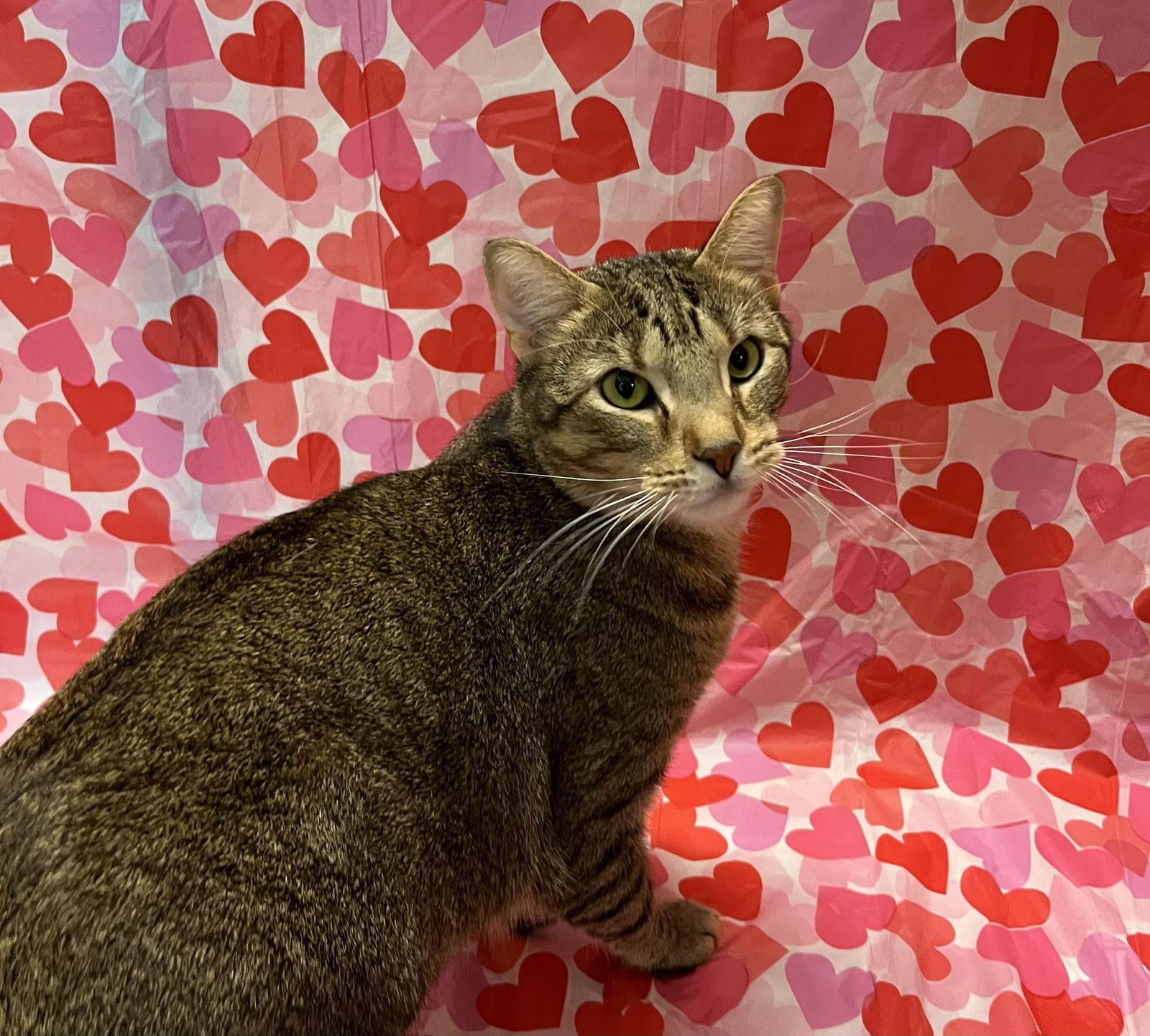 Sly, Adoptable, Young Male Domestic Short Hair.