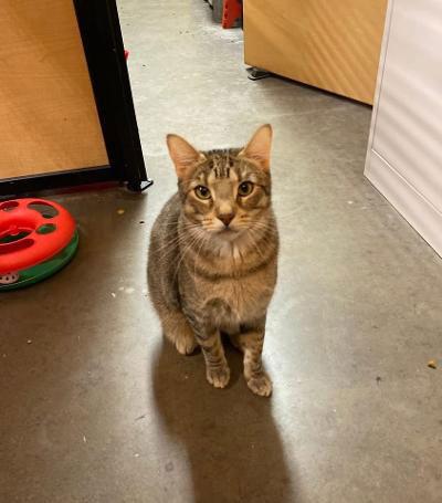 Sly, a Adoptable Domestic Short Hair in Scottsdale, AZ image 2/2