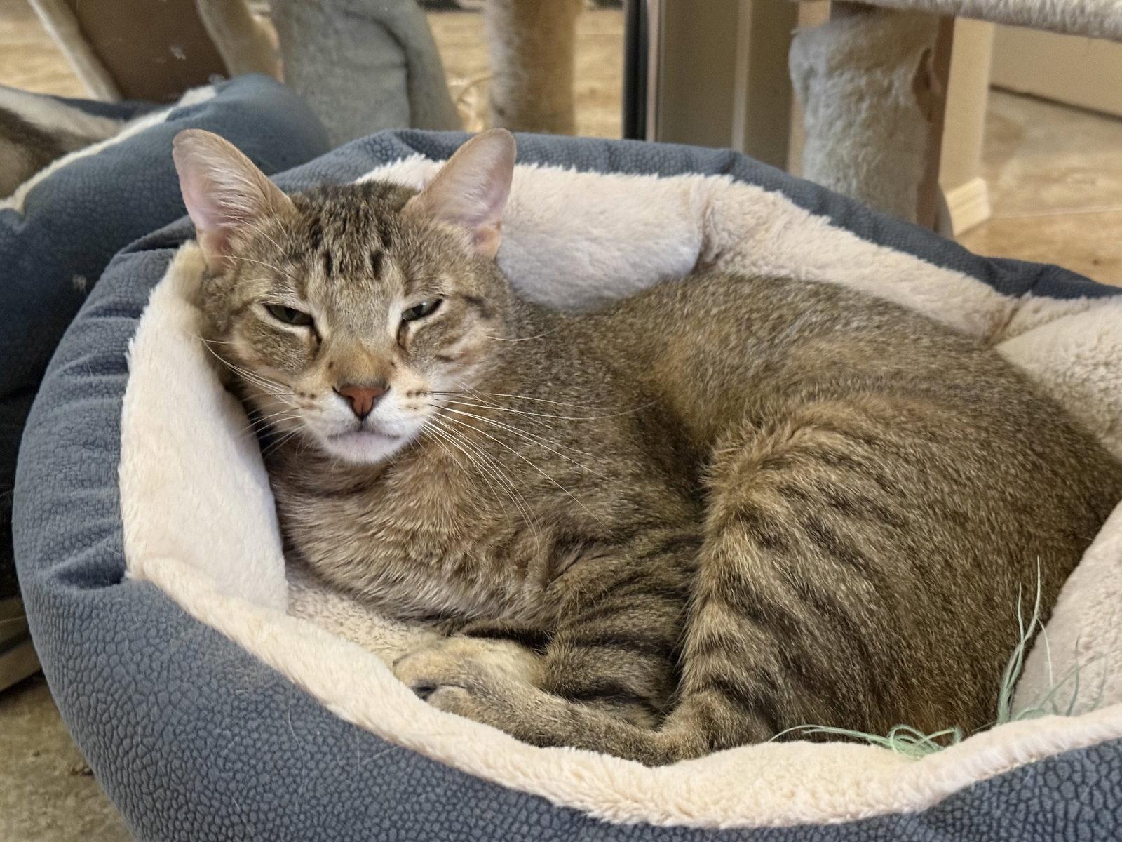 Sly, a Adoptable Domestic Short Hair in Scottsdale, AZ image 2/3