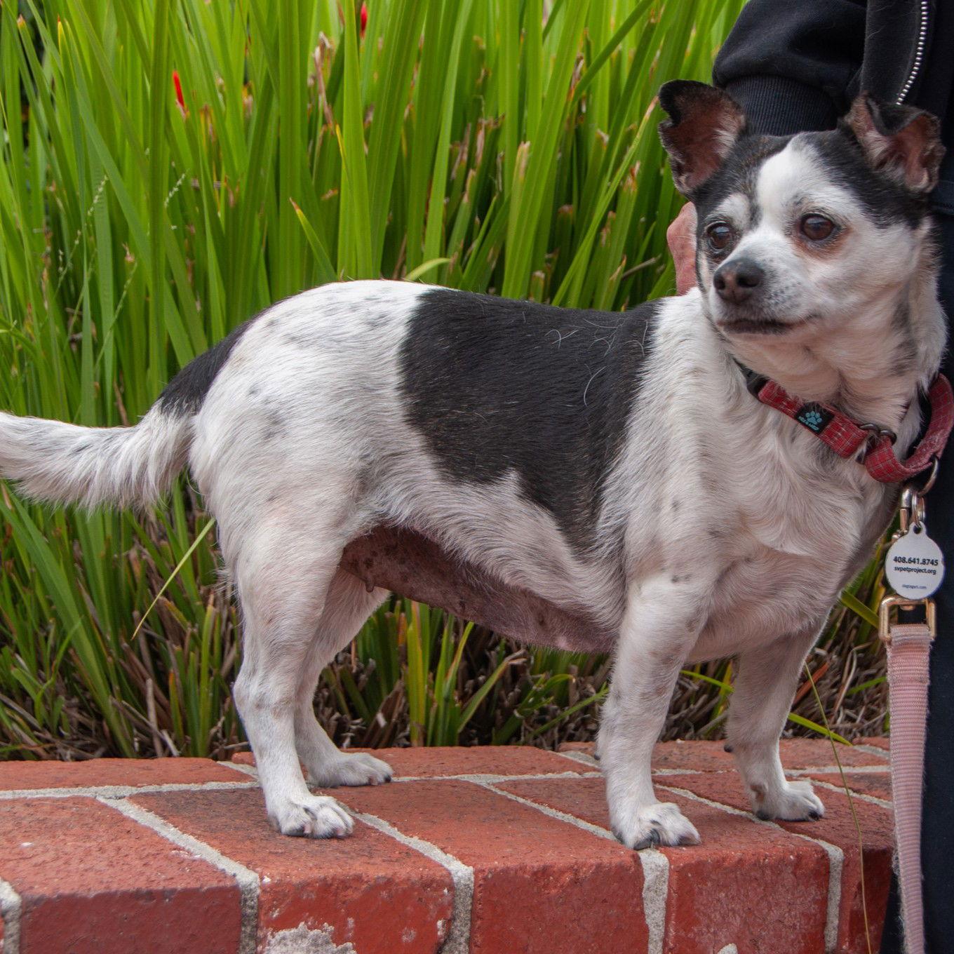 Enlarge Roxi, a Adopted Chihuahua in San Jose, CA image 1/3