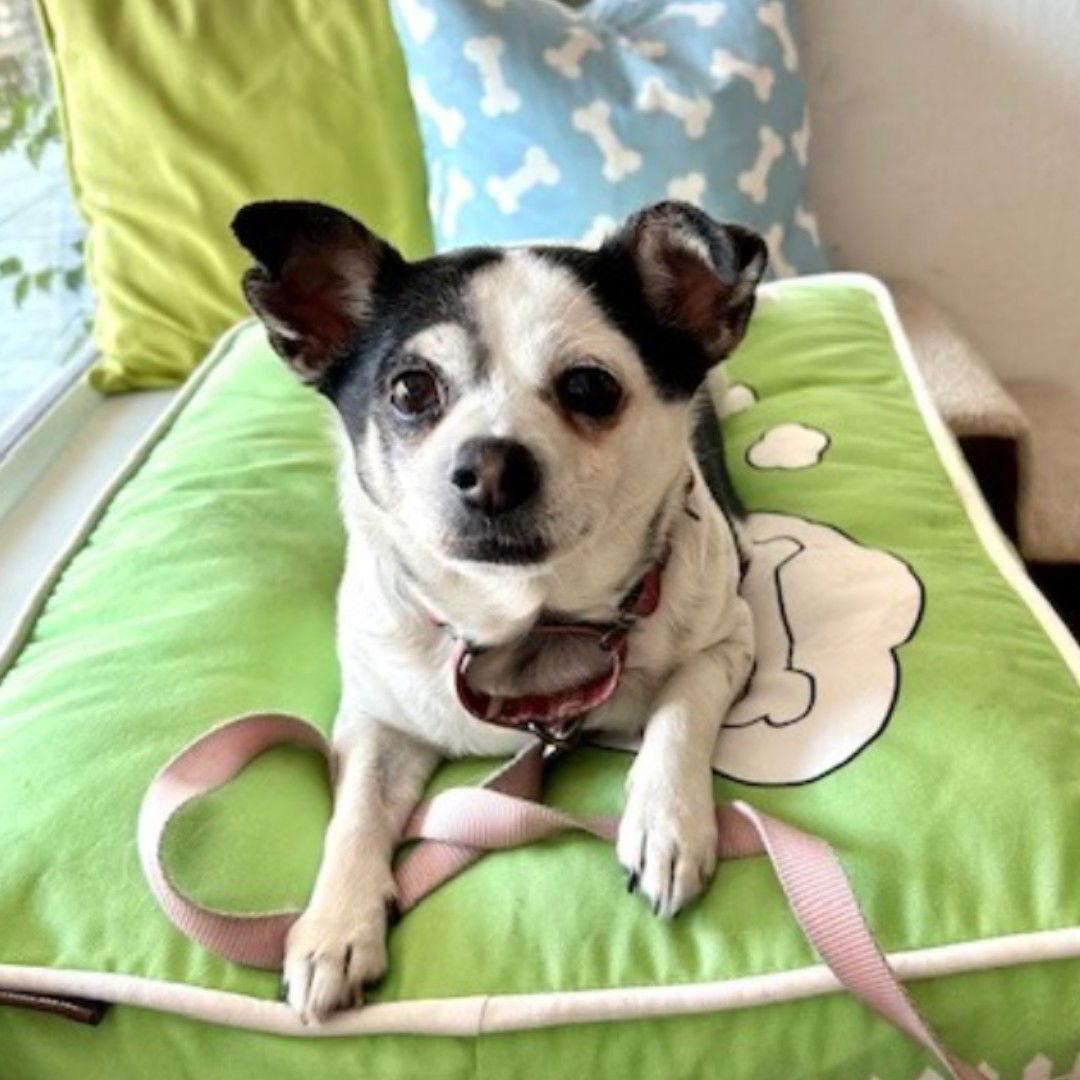 Enlarge Roxi, a Adopted Chihuahua in San Jose, CA image 3/3