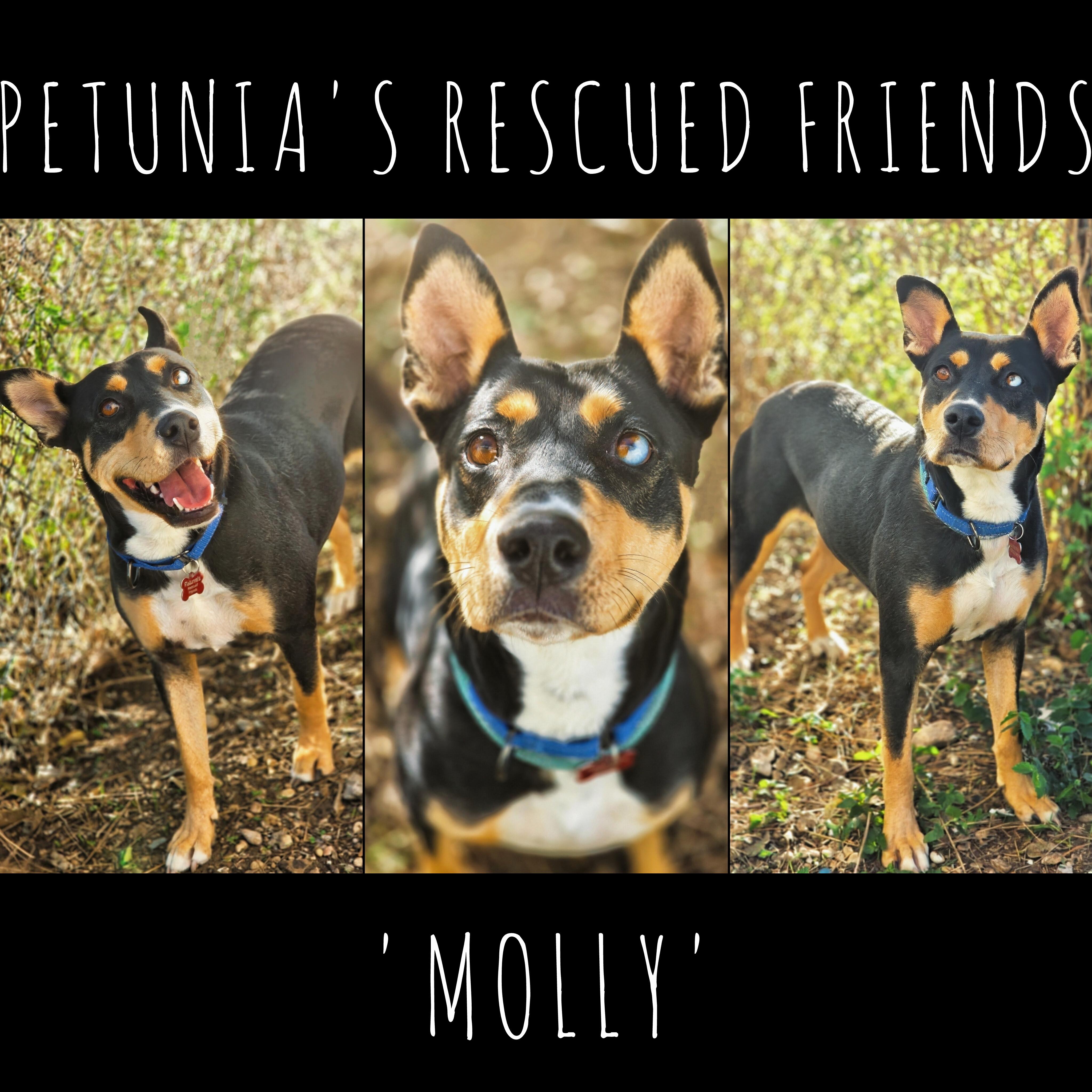 Enlarge Molly, a Adoptable Cattle Dog in Castroville, TX image 1/2