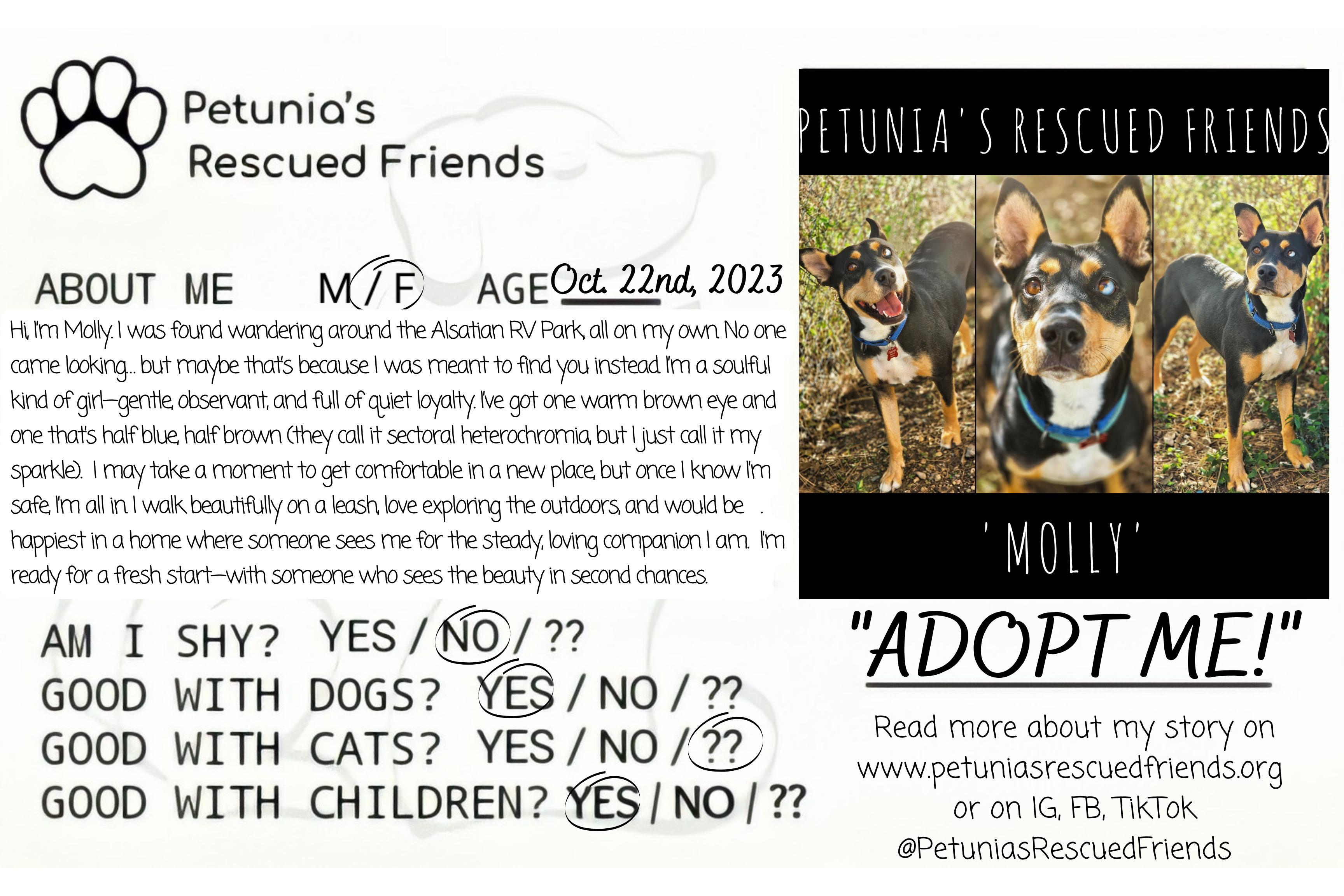 Enlarge Molly, a Adoptable Cattle Dog in Castroville, TX image 2/2
