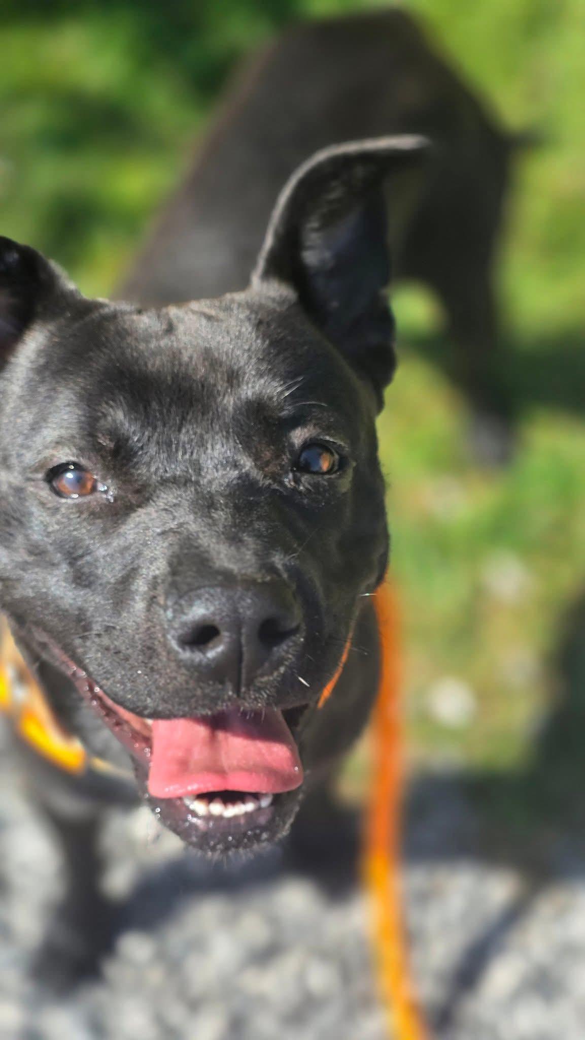 Deena, a Adoptable mixed breed in Youngstown, OH image 1/6