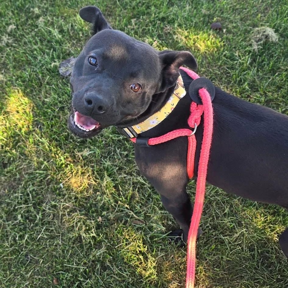 Deena, a Adoptable mixed breed in Youngstown, OH image 5/6