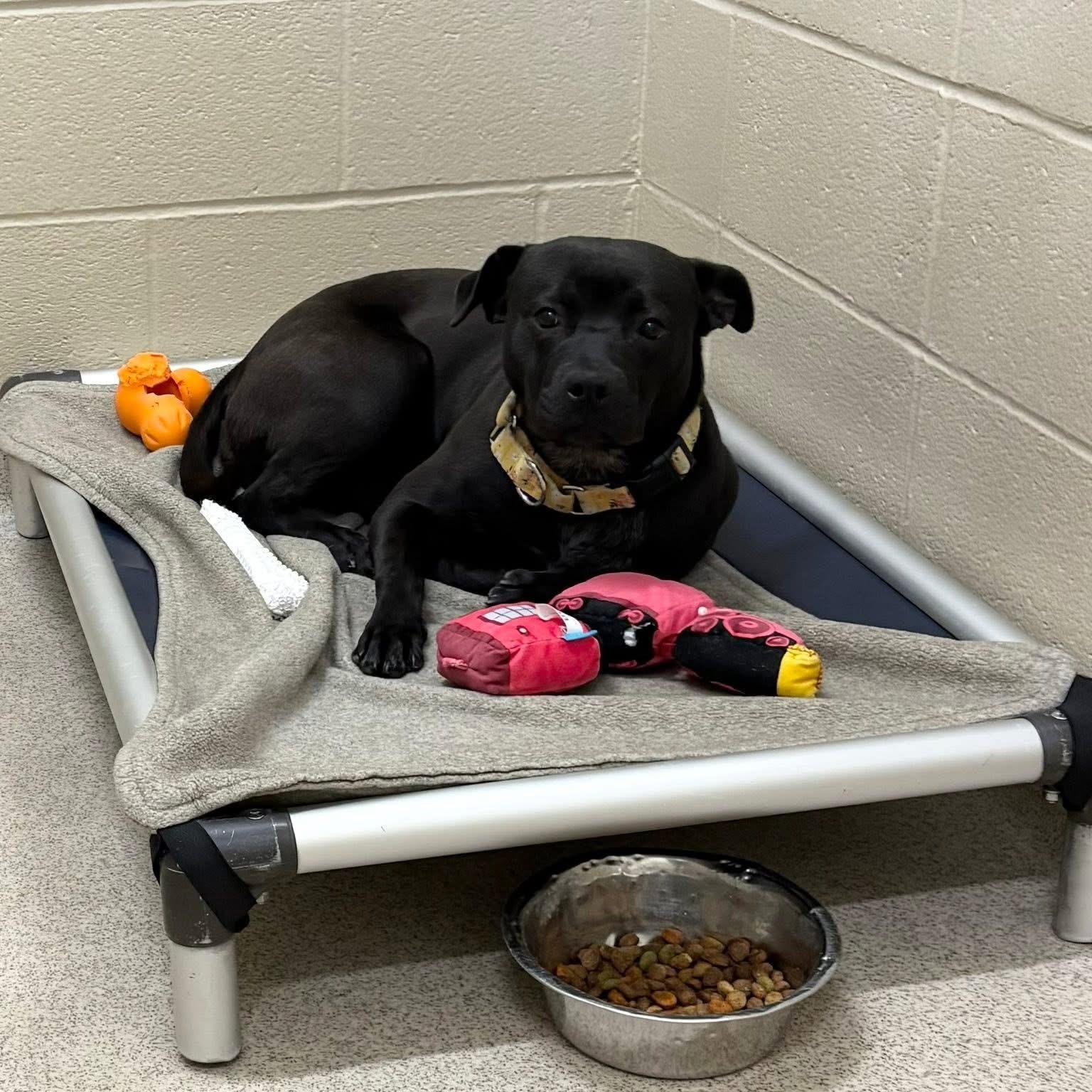 Deena, a Adoptable mixed breed in Youngstown, OH image 6/6