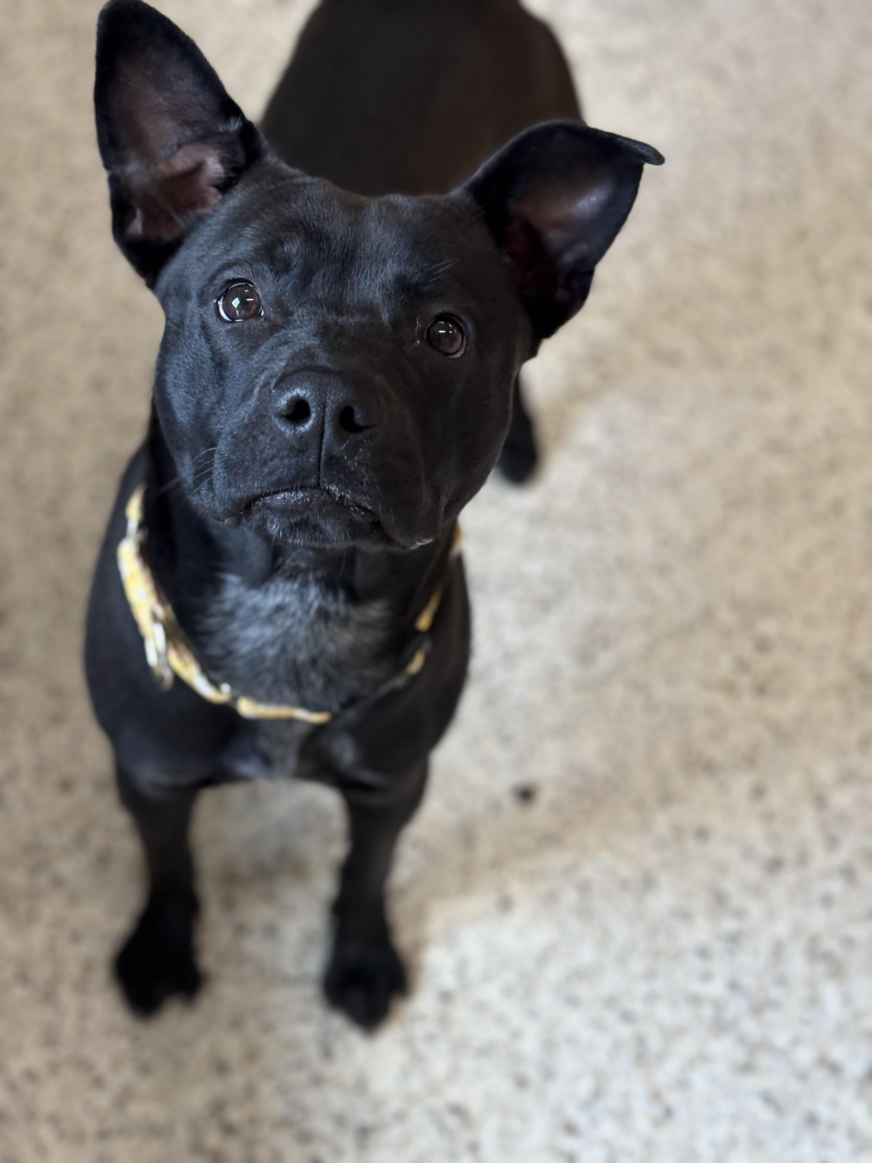 Deena, a Adoptable mixed breed in Youngstown, OH image 3/6