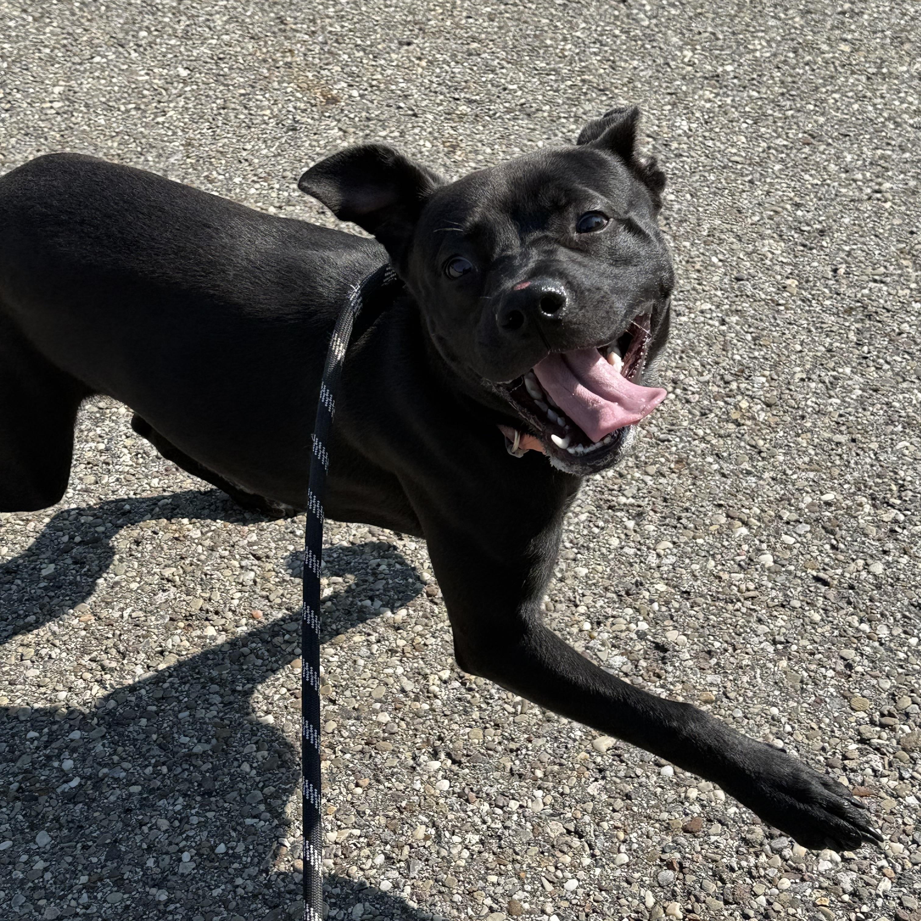 Deena, a Adoptable mixed breed in Youngstown, OH image 4/6