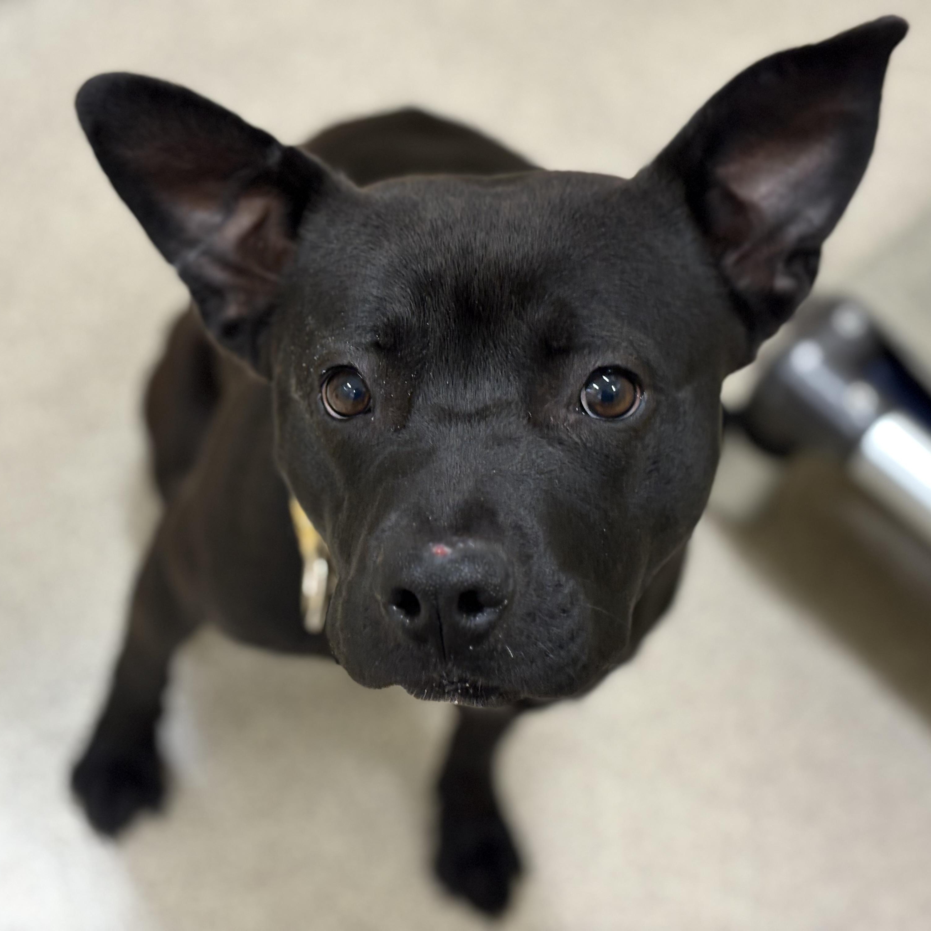 Deena, a Adoptable mixed breed in Youngstown, OH image 2/6