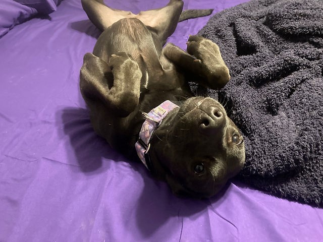 Minnie, a Adoptable mixed breed in Wildwood, FL image 1/10