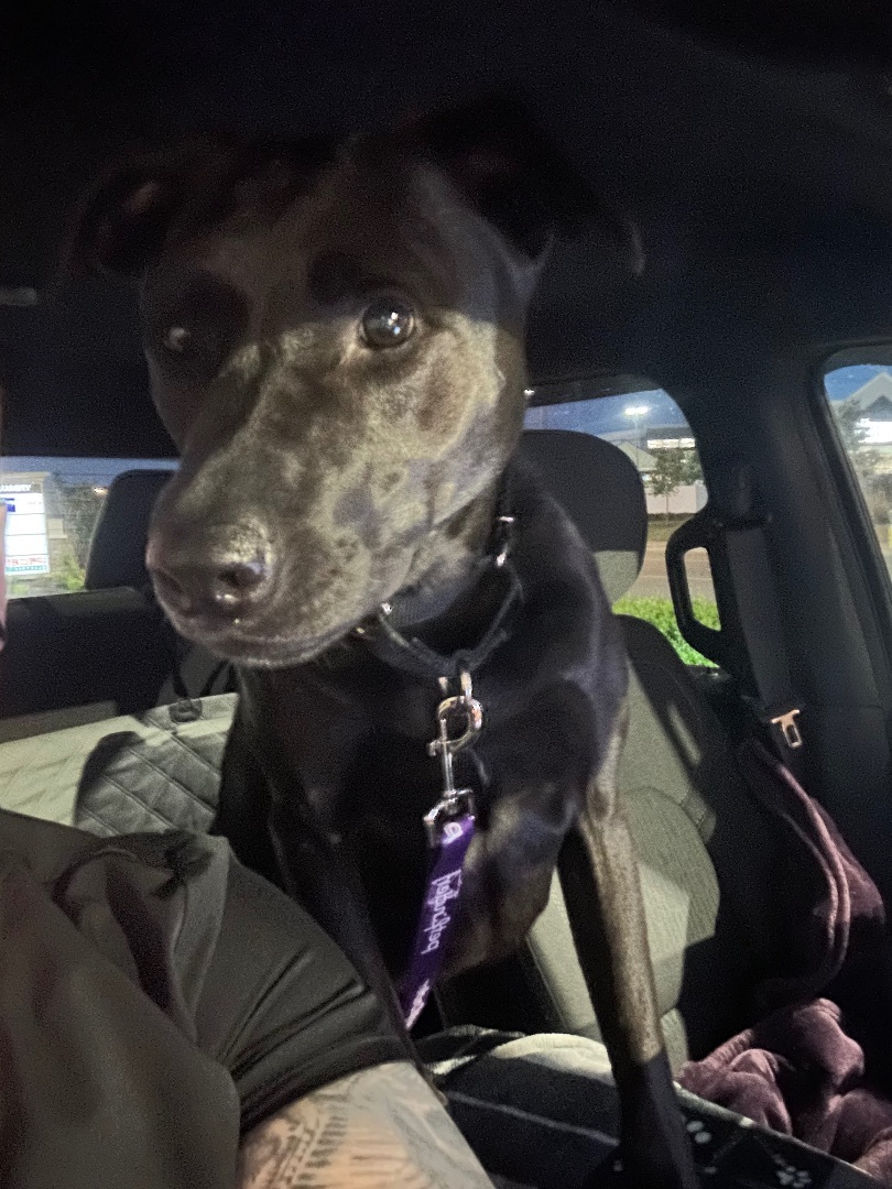 Minnie, Adoptable, Adult Female German Shepherd Dog & Pit Bull Terrier.