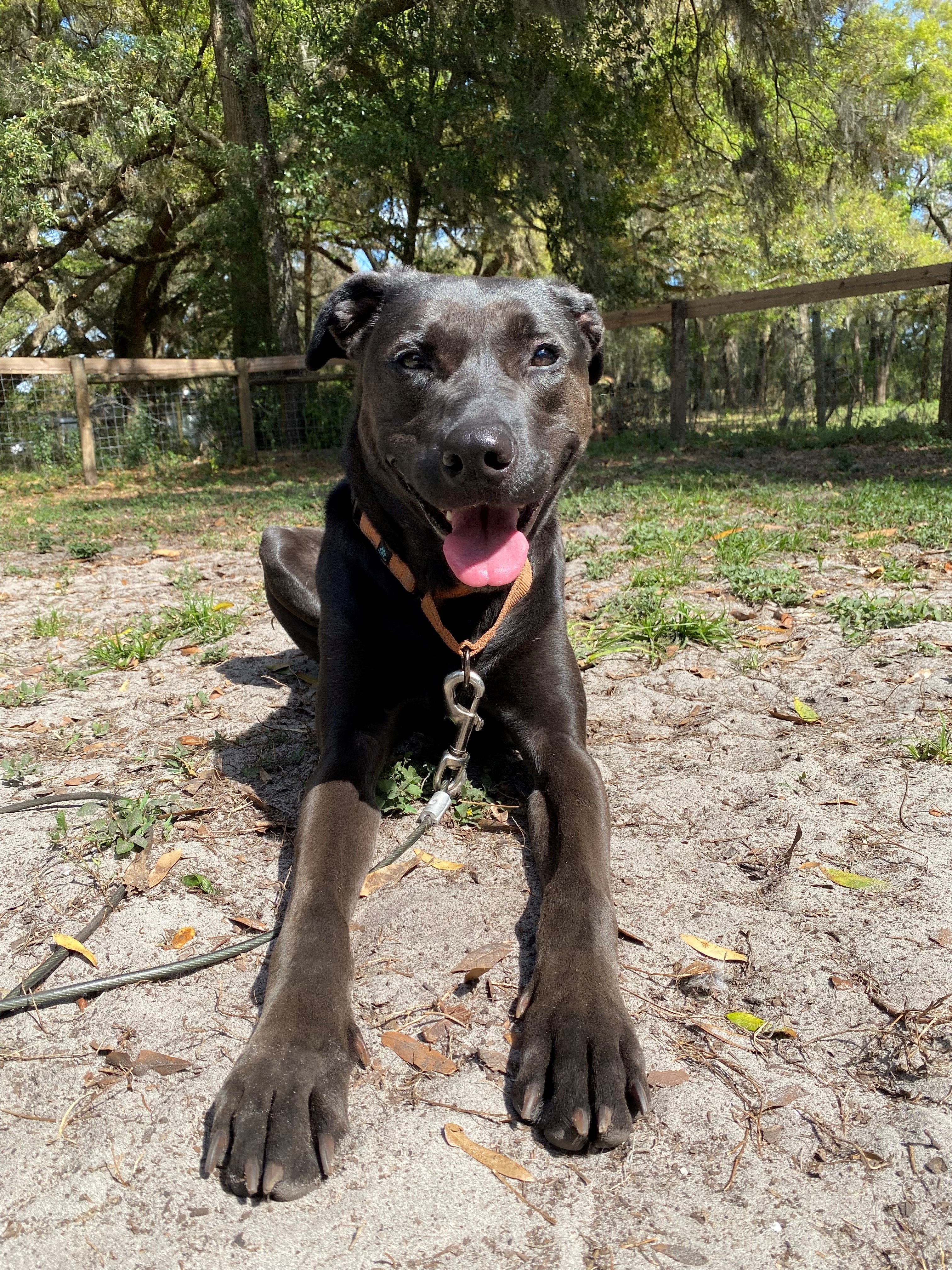 Minnie, a Adoptable mixed breed in Wildwood, FL image 3/10