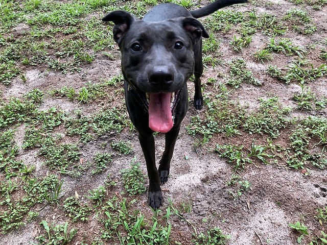 Minnie, an adoptable German Shepherd Dog, Pit Bull Terrier in Wildwood, FL, 34785 | Photo Image 3