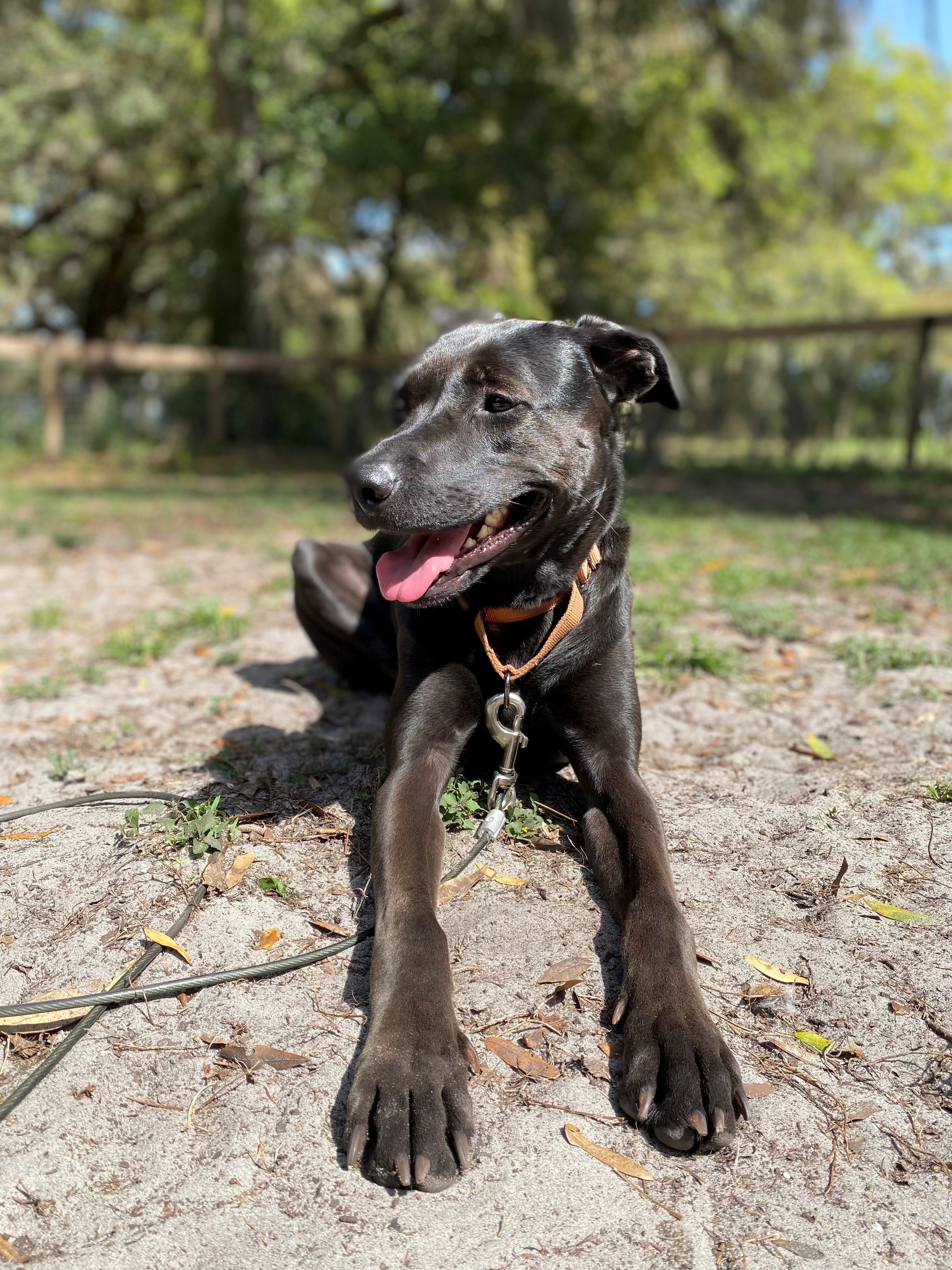 Minnie, a Adoptable mixed breed in Wildwood, FL image 5/10