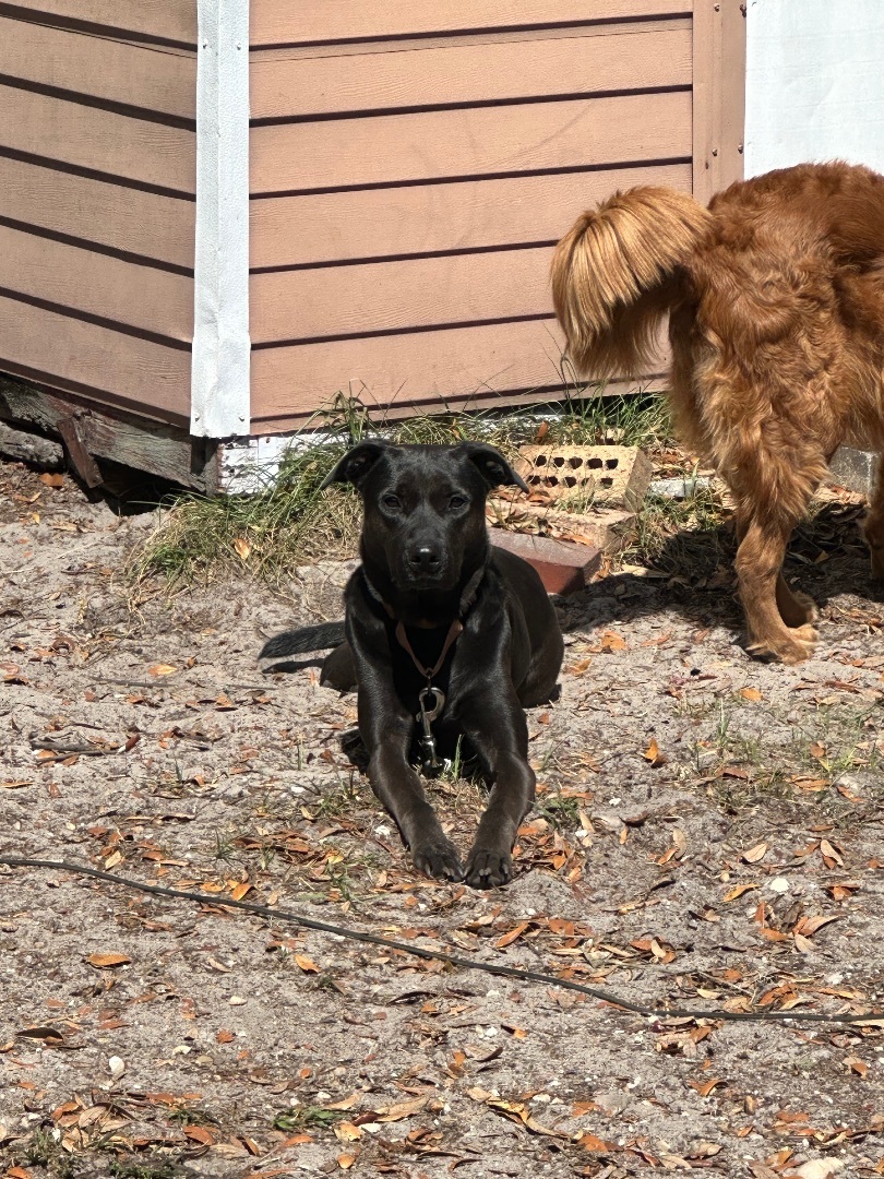 Minnie, a Adoptable mixed breed in Wildwood, FL image 6/10