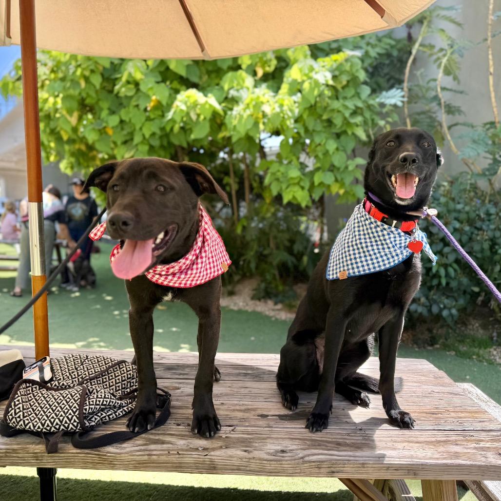 Miami Sound Machine, a Adoptable mixed breed in Los Angeles, CA image 1/6
