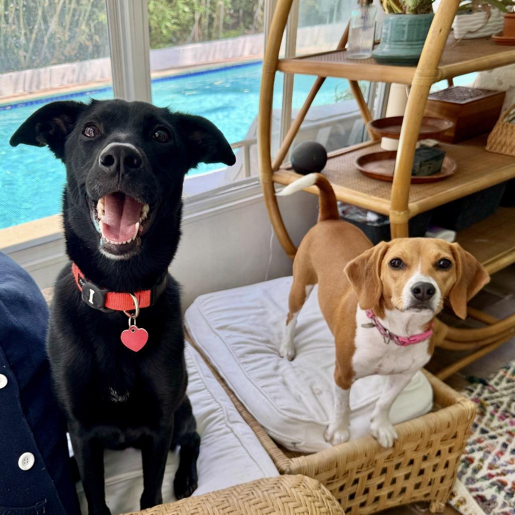 Miami Sound Machine, a Adoptable mixed breed in Los Angeles, CA image 2/6