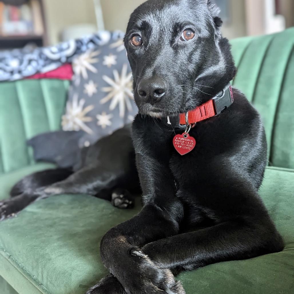 Miami Sound Machine, a Adoptable mixed breed in Los Angeles, CA image 3/6