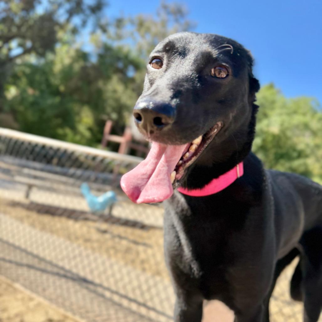 Miami Sound Machine, a Adoptable mixed breed in Los Angeles, CA image 4/6