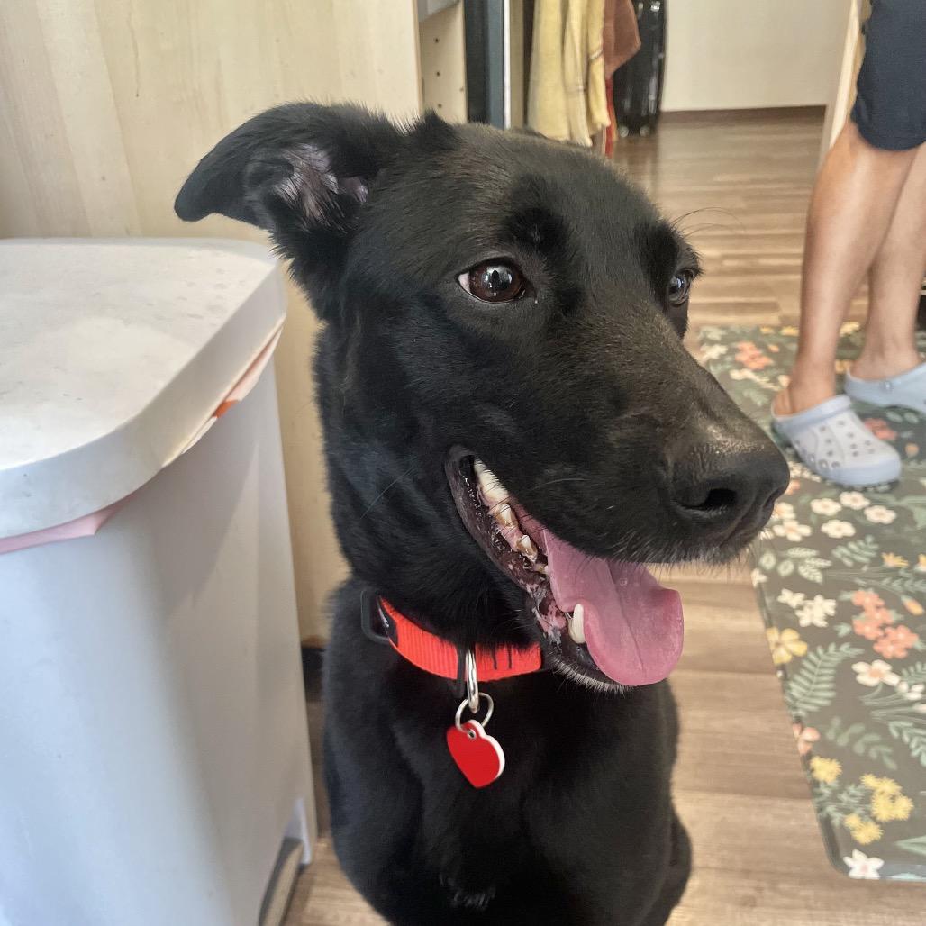 Miami Sound Machine, a Adoptable mixed breed in Los Angeles, CA image 5/6