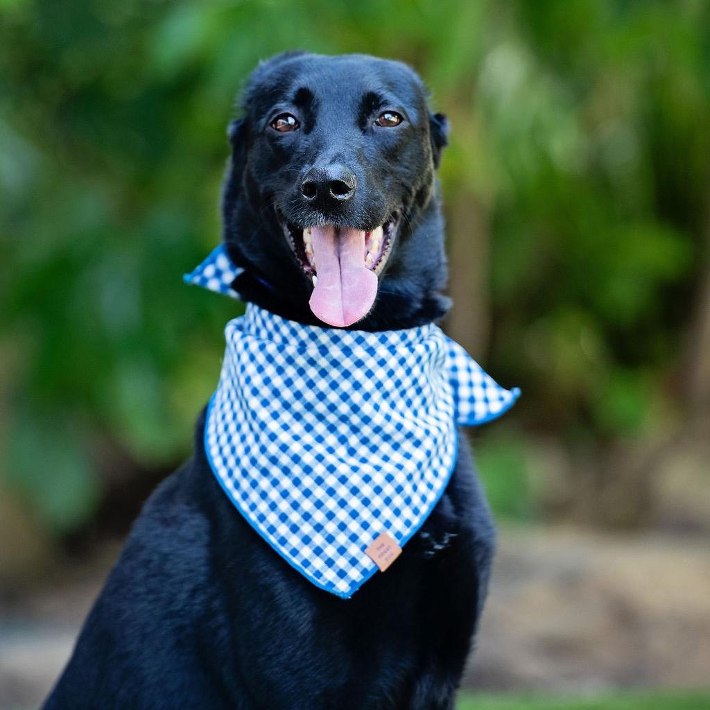 Miami Sound Machine, a Adoptable mixed breed in Los Angeles, CA image 6/6