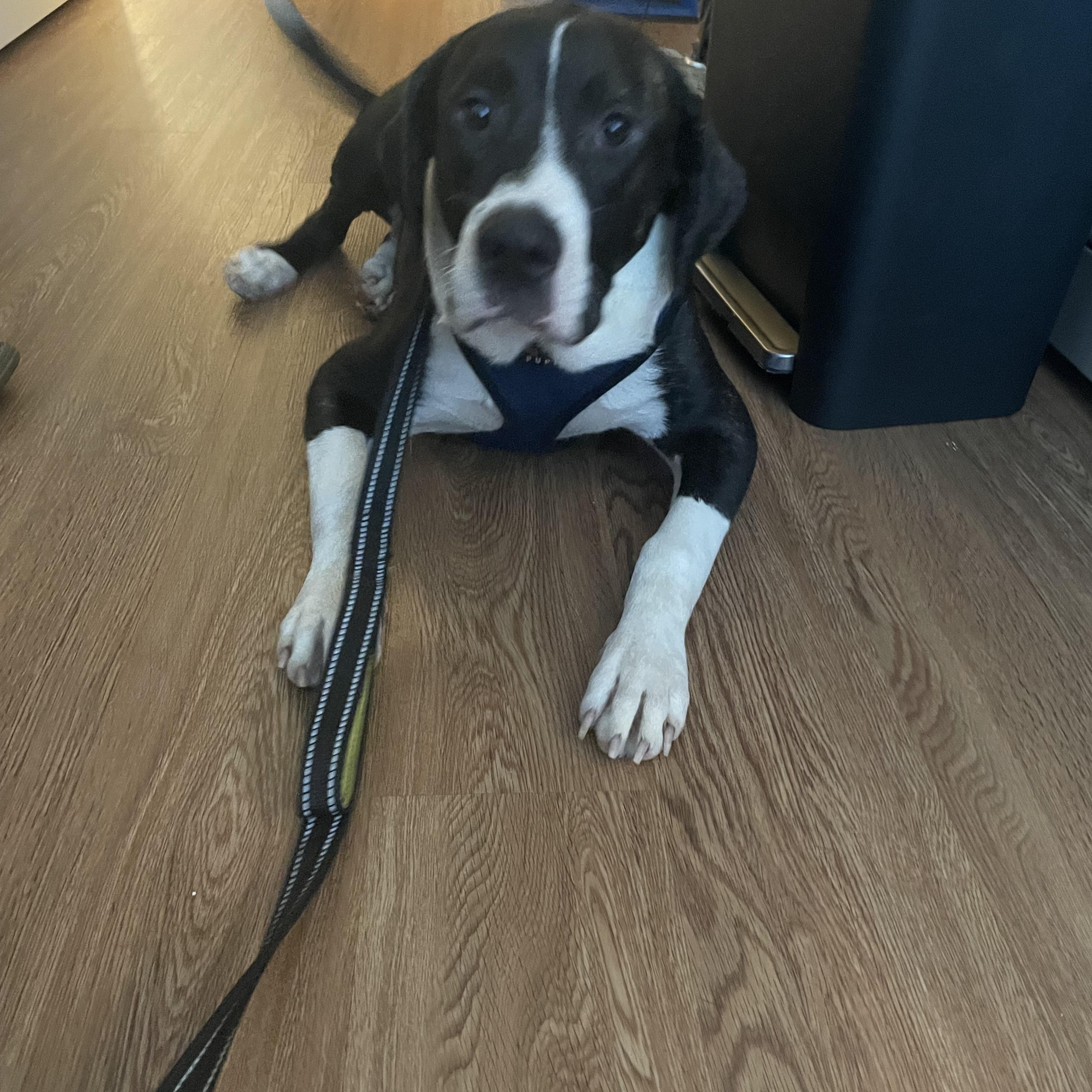 Enlarge Hawkeye, a Adoptable mixed breed in Jefferson, TX image 3/6