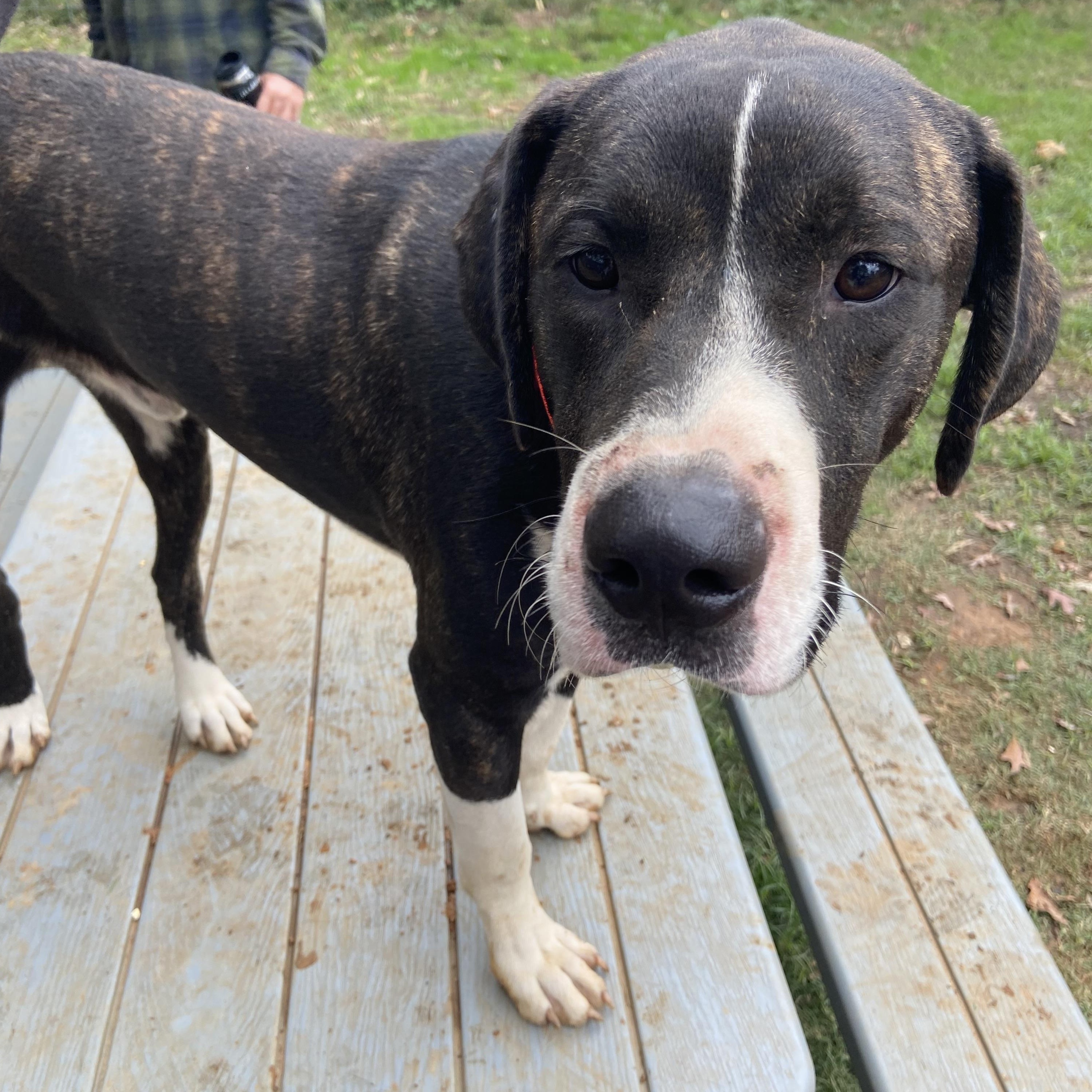 Enlarge Hawkeye, a Adoptable mixed breed in Jefferson, TX image 1/6