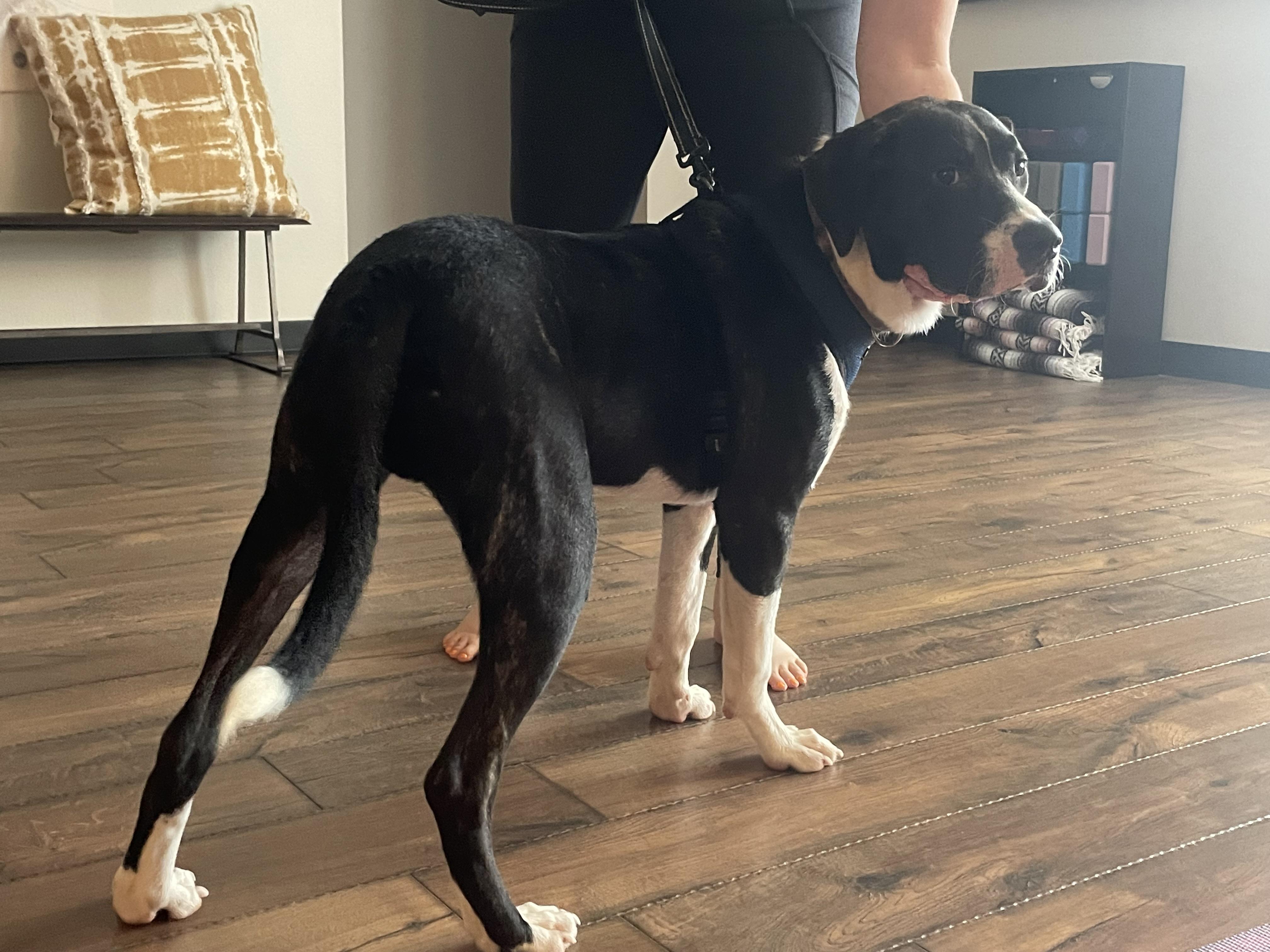 Enlarge Hawkeye, a Adoptable mixed breed in Jefferson, TX image 2/6