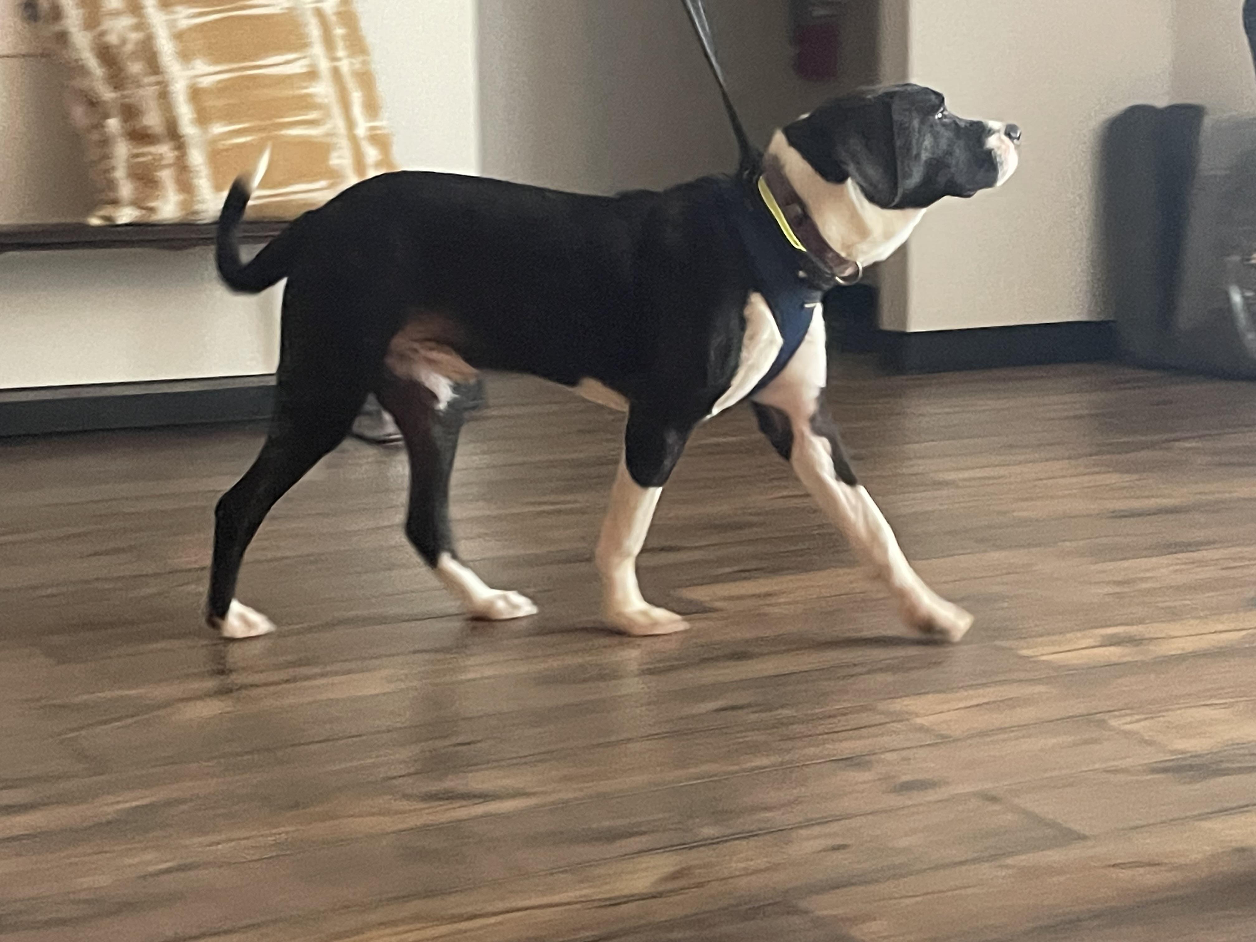 Enlarge Hawkeye, a Adoptable mixed breed in Jefferson, TX image 4/6