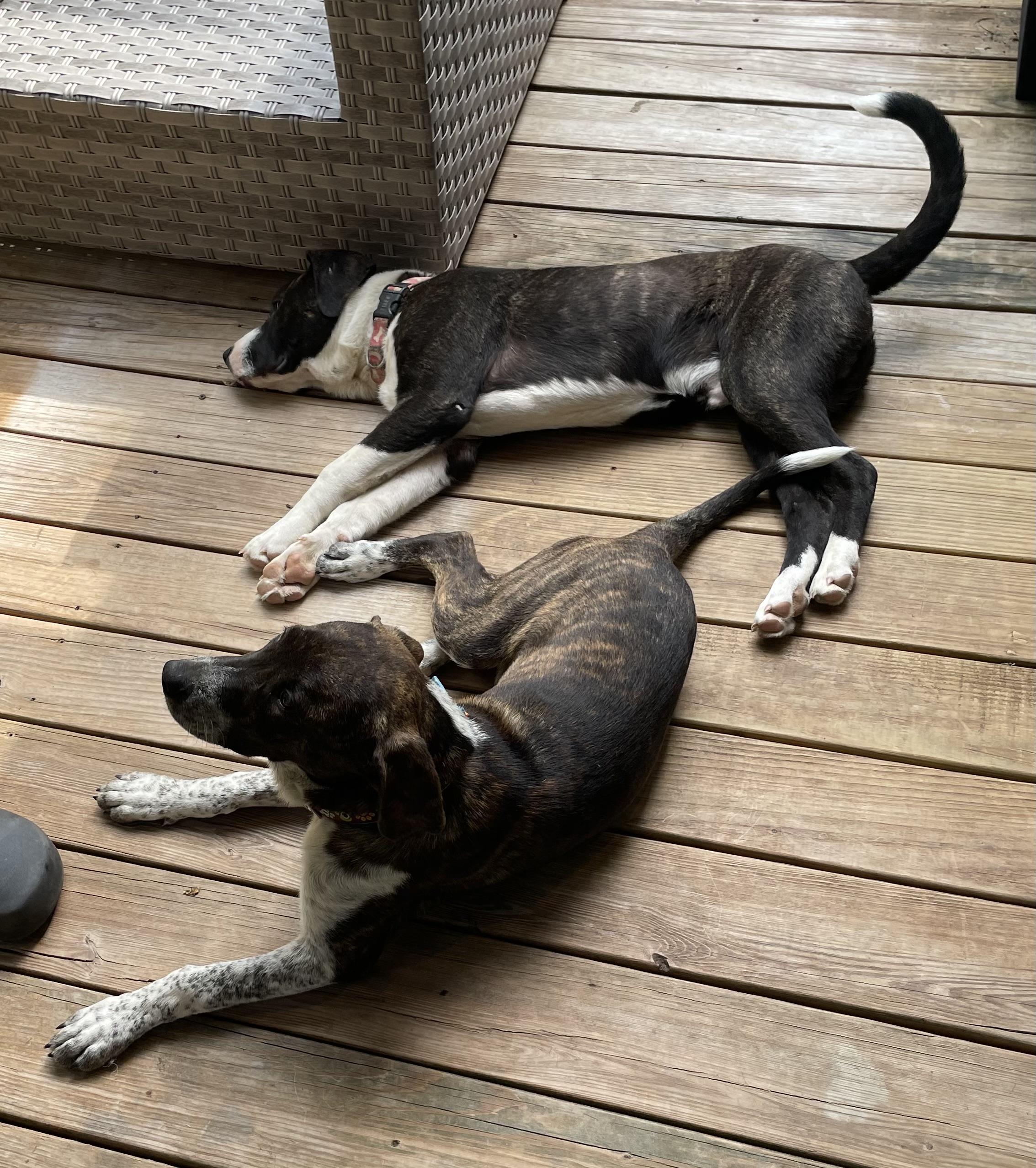 Enlarge Hawkeye, a Adoptable mixed breed in Jefferson, TX image 5/6