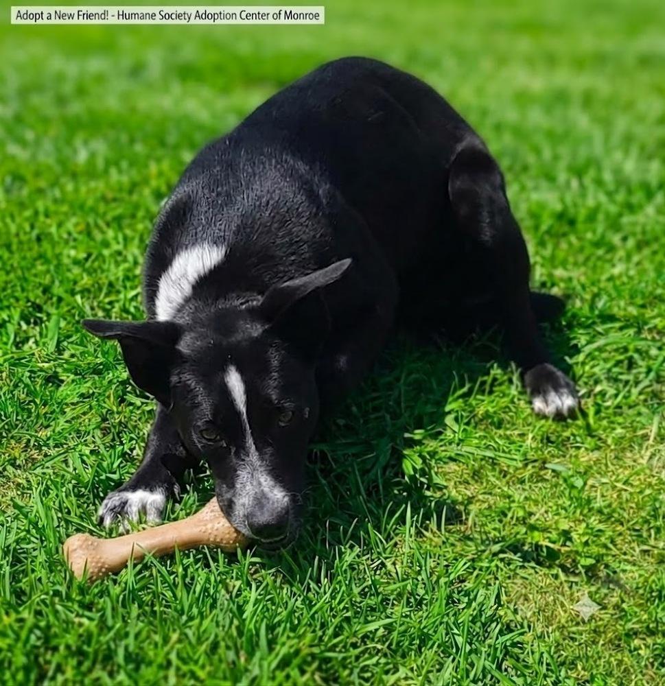 Enlarge Maddie, a Adoptable mixed breed in Monroe, LA image 1/1