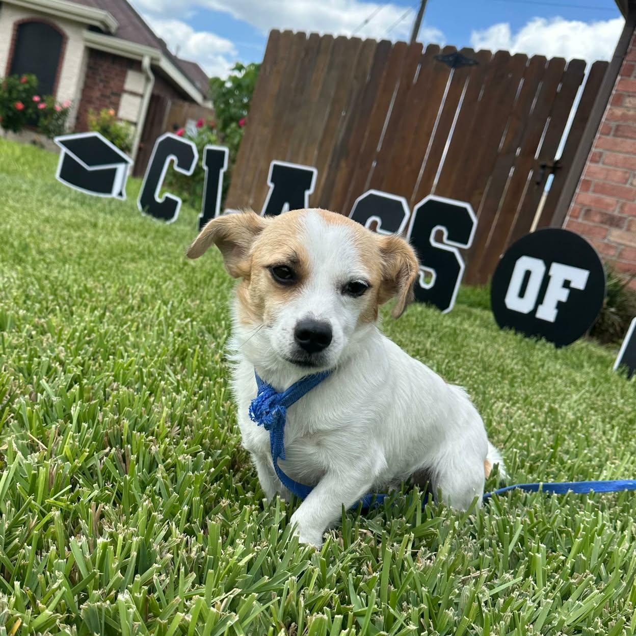 Enlarge Jojo, a Adoptable mixed breed in Benbrook, TX image 1/3