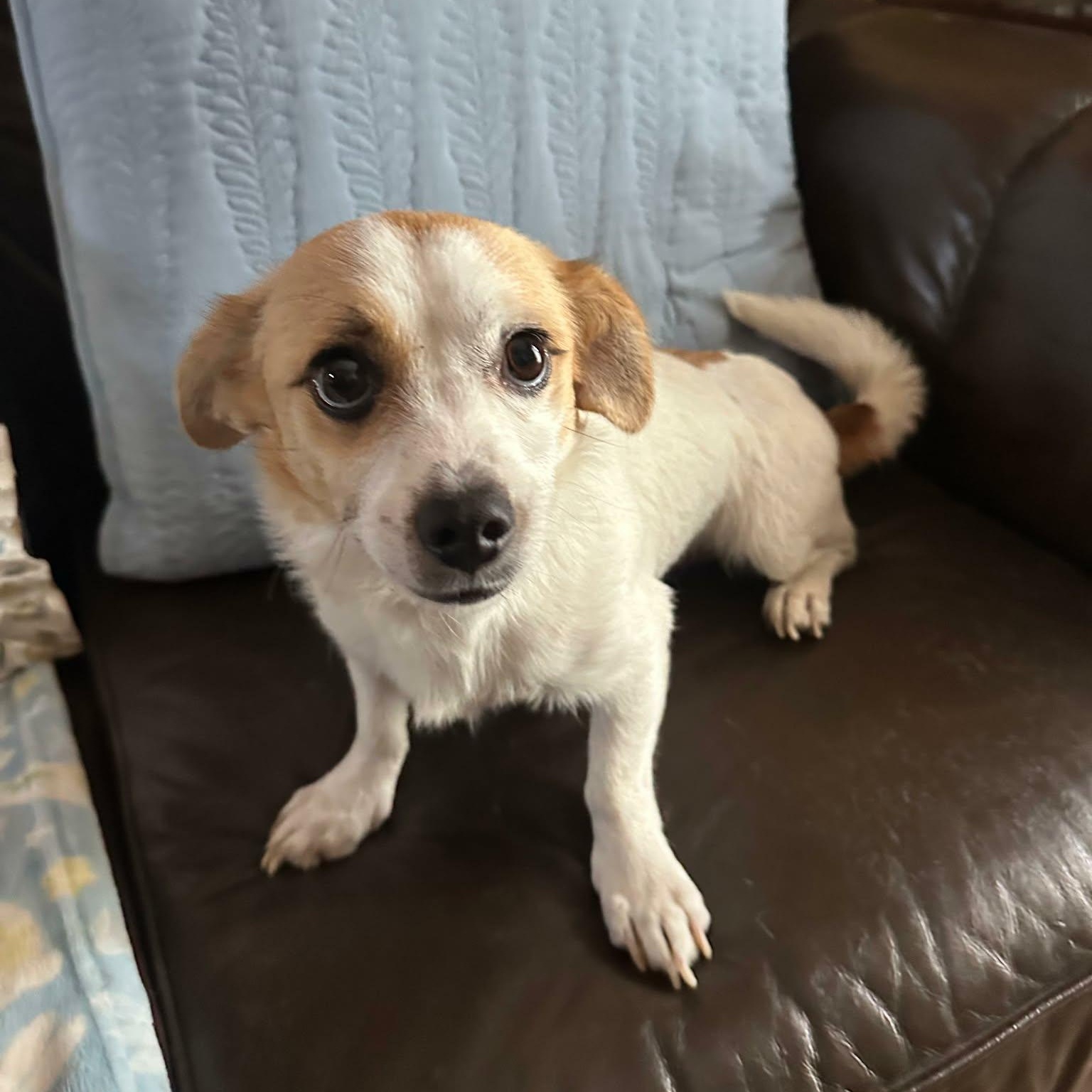 Enlarge Jojo, a Adoptable mixed breed in Benbrook, TX image 3/3