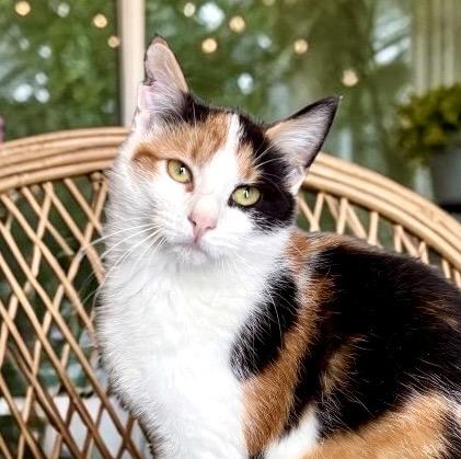 Twix, ADOPTABLE, Young Female Calico.